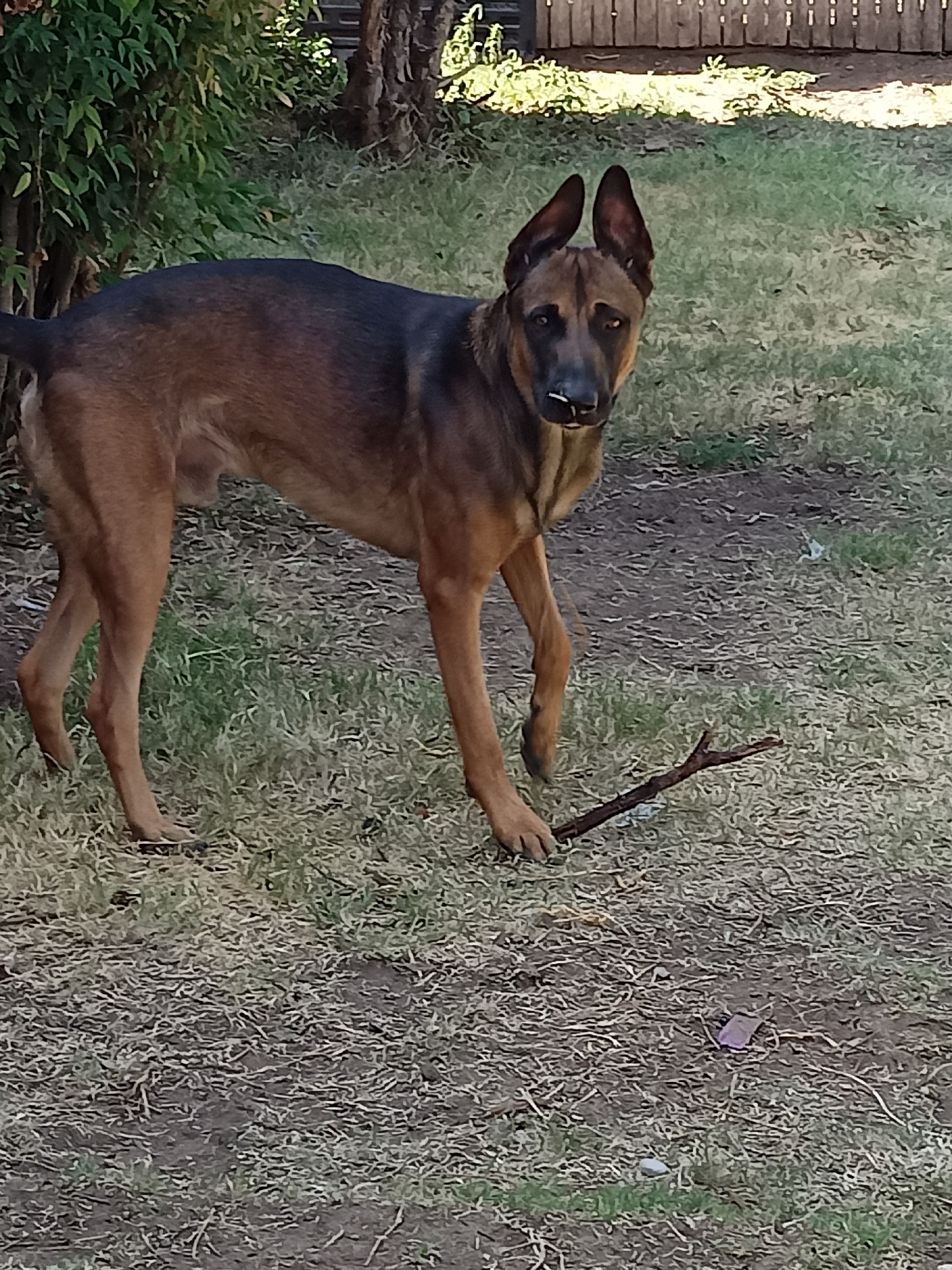 An adult German Shepherd dog stands on a patch of dry grass in an outdoor area. The dog is facing slightly to the right, with its head turned to look directly at the camera. It has erect ears and a brown and black coat. A small stick lies on the ground in front of the dog. The background consists of trees, foliage, and a wooden fence, suggesting a residential backyard. The scene appears to be a daytime outdoor setting. The location is stated to be Amarillo, United States of America.
