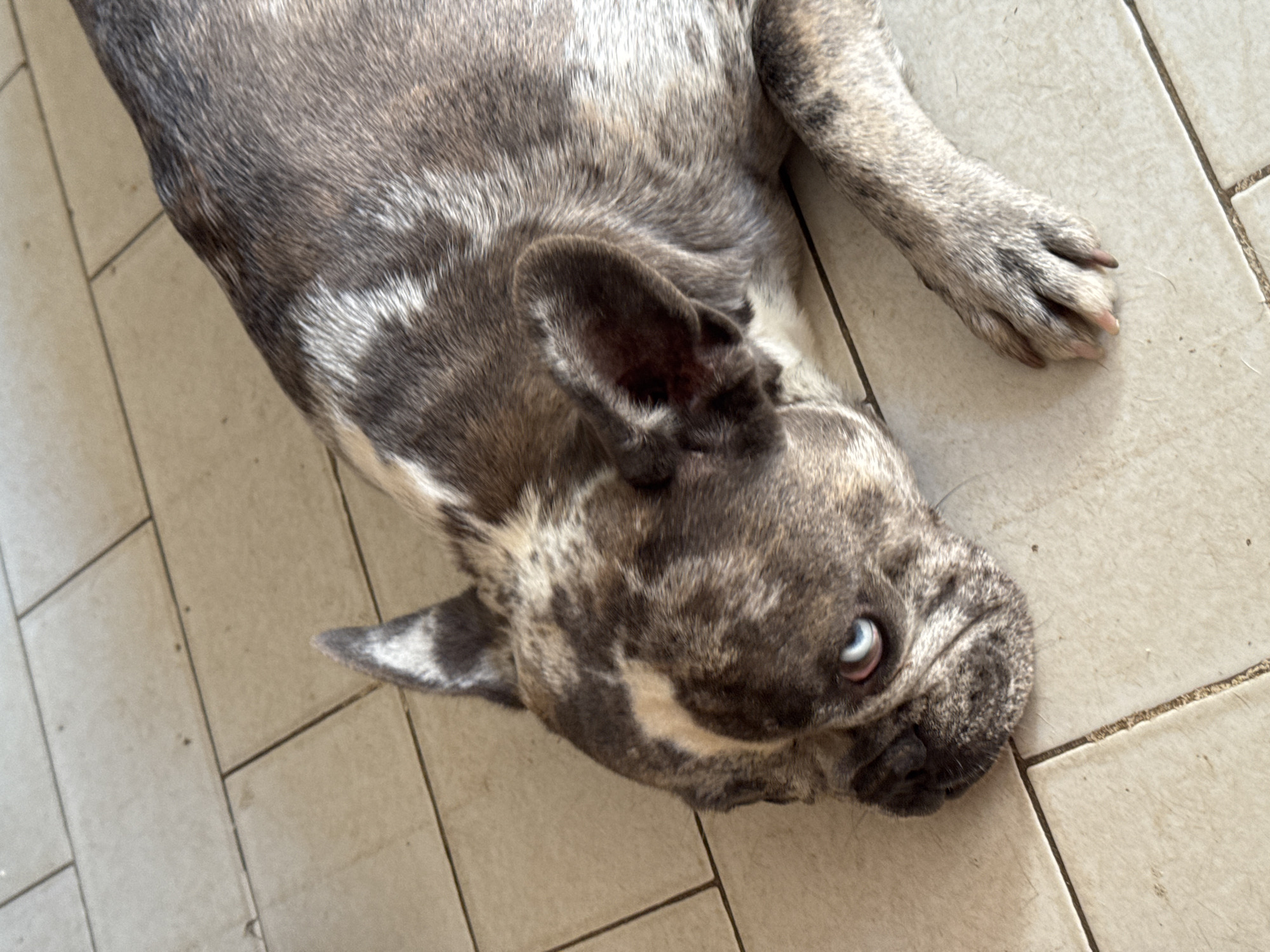 An adult French Bulldog with brindle coat and heterochromia, one blue eye and one brown eye, is lying on a tiled floor. The dog is positioned diagonally in the frame, with its head on the left and body extending to the right. The tiled floor appears to be outdoors, possibly in an urban setting. The image does not provide specific visual cues to identify the location as San Benedetto del Tronto, Italy.