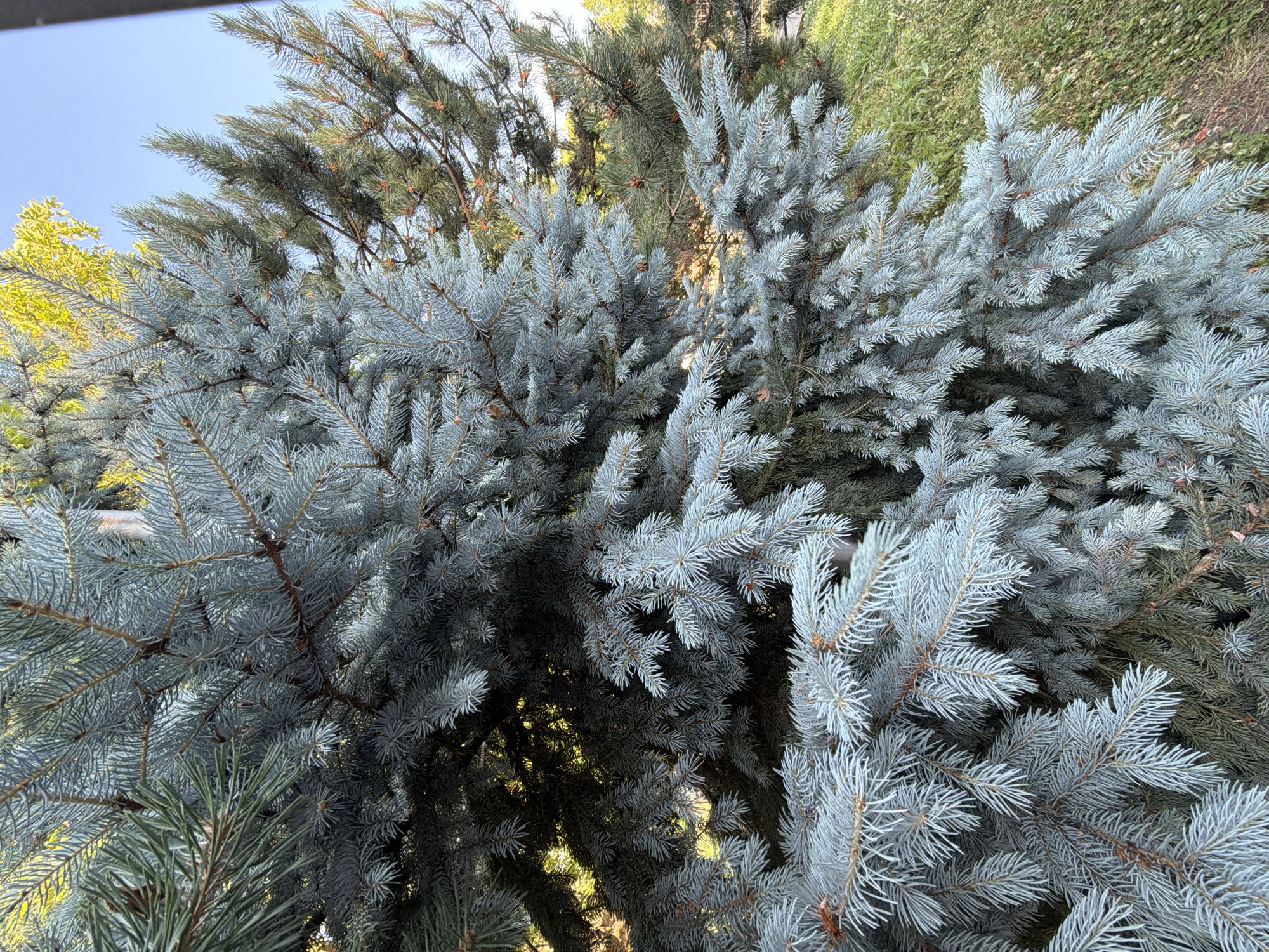 An outdoor, eye-level shot captures a dense, blue spruce tree in the foreground, its feathery needles a striking silvery-blue. The tree's branches extend from the left side of the frame, curving and overlapping, creating a textured surface. Deeper within the foliage, some darker green needles are visible, hinting at the tree's depth. To the right and behind the blue spruce, another coniferous tree with darker green needles is partially visible. The background is a blur of green grass and a bright blue sky, suggesting a sunny day. There are no people or animals present in the image. The scene is likely a park or garden within the city of Tuapse, Russia, given the mention of its location, where such evergreen trees are commonly found.
