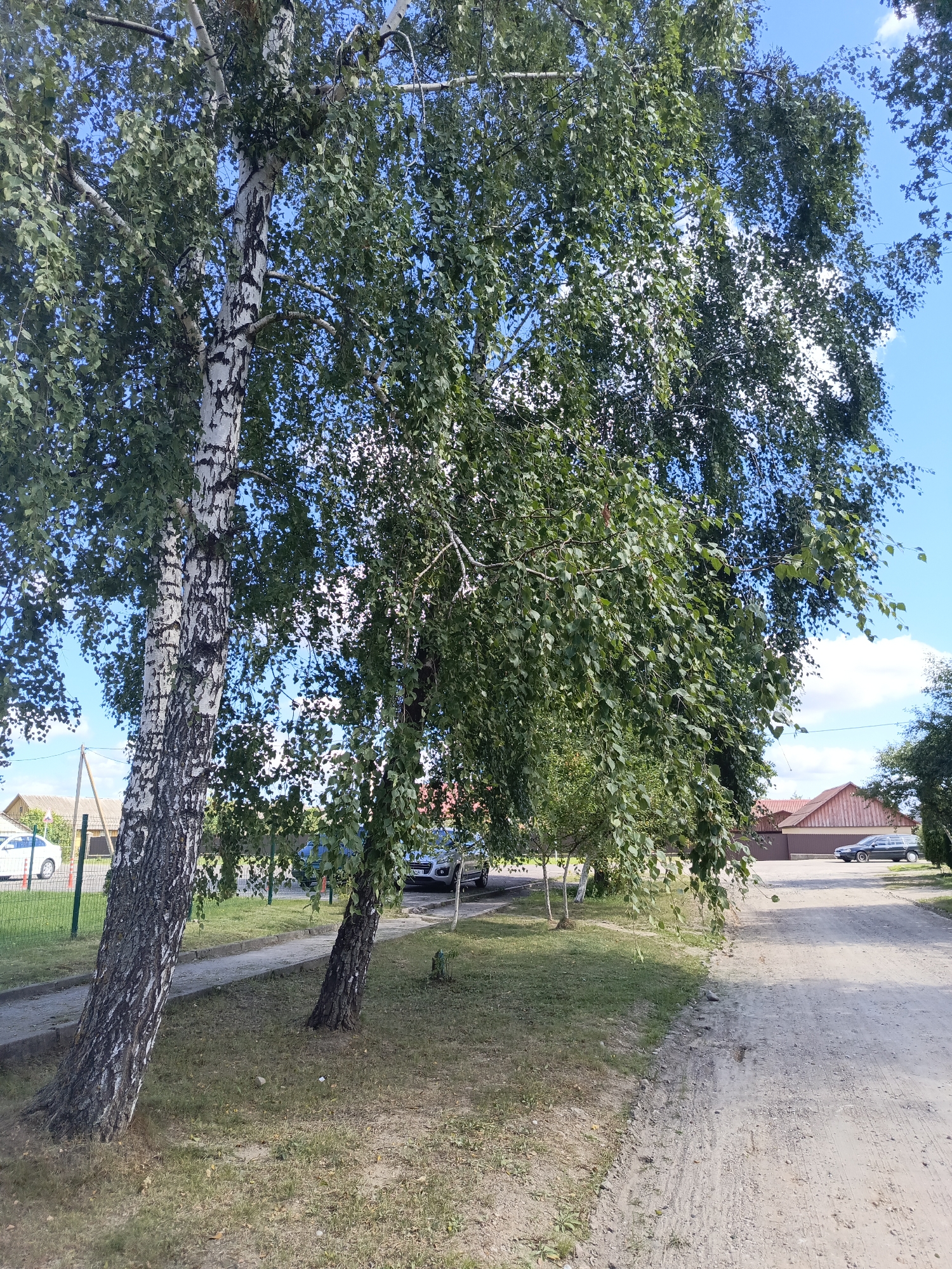 The image depicts a street scene in Ivatsevichy, Belarus. In the foreground, two birch trees with distinctive white bark and dark markings are prominently featured, leaning into the frame. Their branches, laden with green leaves, extend upwards and partially obscure the bright blue sky with scattered white clouds. To the left of the trees, a paved path runs alongside a grassy area. Beyond the path, a metal fence separates the sidewalk from what appears to be a residential area. A white car is visible parked behind the fence.
Further into the scene, a gravel road stretches into the distance, bordered by a strip of grass and more trees. On the right side of the road, a building with a reddish-brown roof and light brown walls is situated. A dark-colored car is parked in front of this building. The overall environment suggests a quiet, residential street on a clear, sunny day. There are no people visible in the image.