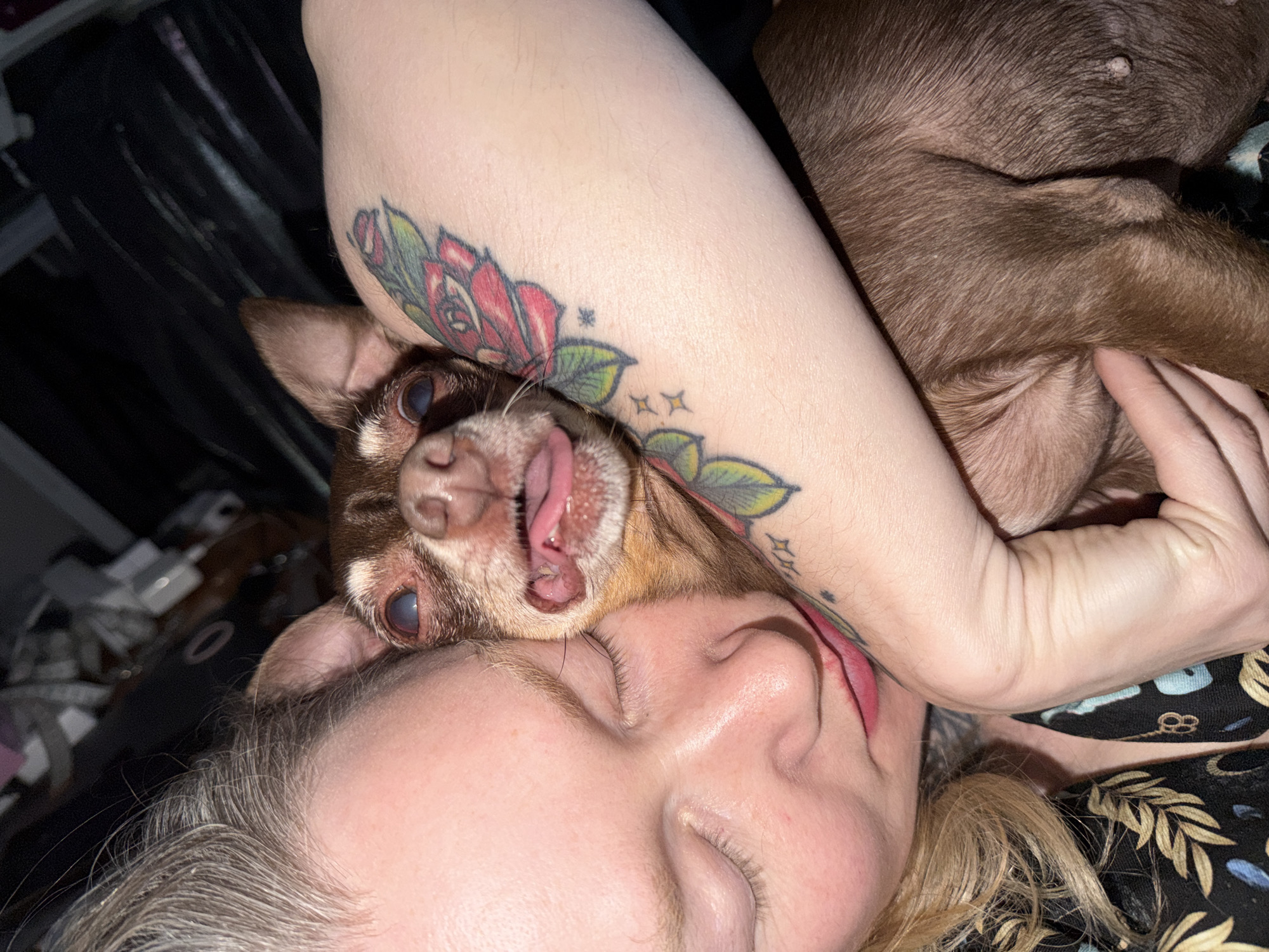 A person is lying down with a brown chihuahua resting on their face and neck. The person's eyes are closed, and their face is visible. The dog's tongue is sticking out. The person has a tattoo of a rose and leaves on their upper arm. Another brown dog is visible, tucked under the person's other arm. The person is wearing a black top with gold and green leaf patterns. The location is not possible to determine from this image.
