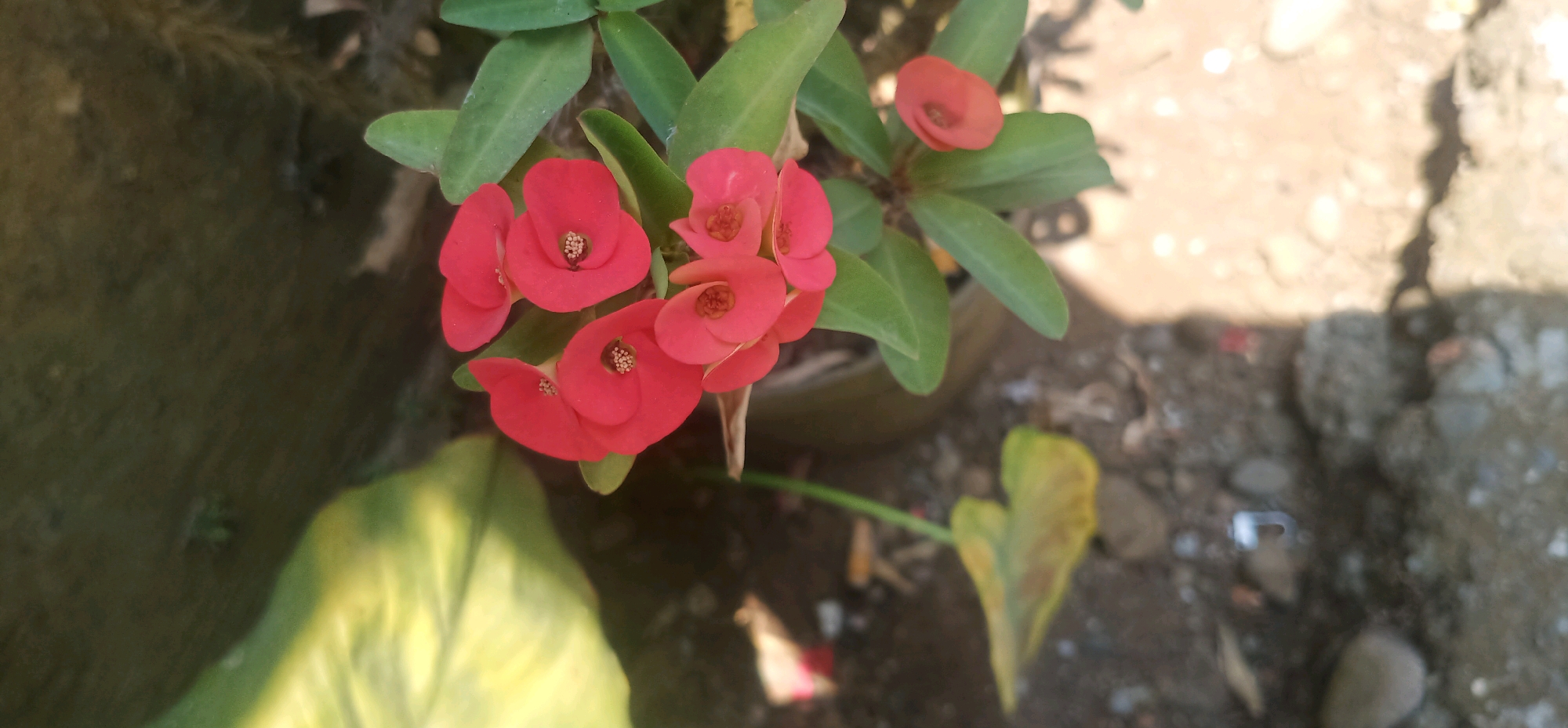 A cluster of bright red flowers with small yellow centers is in focus, set against a backdrop of green leaves. The flowers appear to be Crown of Thorns (Euphorbia milii). The plant is potted, with visible brown soil and a pot rim. Beyond the plant, the ground is a mixture of dirt and small stones, with a shadow cast from above, suggesting an outdoor setting in Bajong, Indonesia. Some of the leaves are yellowing, indicating possible age or environmental stress. The lighting suggests it is daytime, possibly mid-morning or late afternoon due to the defined shadow.