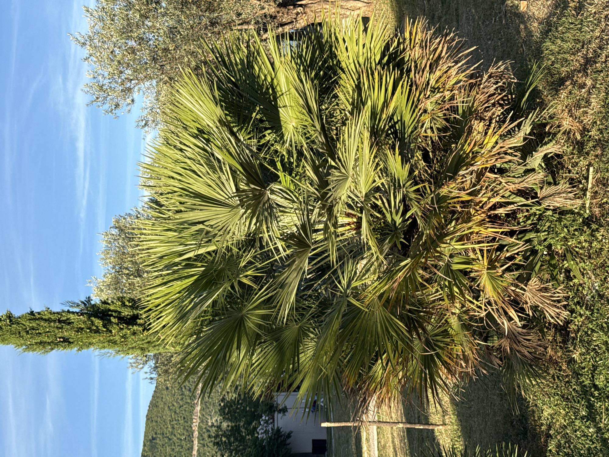 This image captures an outdoor scene, consistent with a garden or landscaped area within the city of Budva, Montenegro, under clear weather conditions. The primary subject is a bushy, fan-palm type tree, centrally positioned and filling a significant portion of the frame. Its fronds are predominantly bright green, fanning out widely, with the lower fronds exhibiting browning and desiccated tips.
In the background, a tall, narrow, dark green cypress tree stands upright against a light blue sky featuring wispy white clouds. To the left of the cypress, verdant, undulating hills or mountains are visible, with a light-colored road or path winding across their lower section. To the right of the cypress and behind the central palm, a tree with silvery-green foliage, consistent with an olive tree, is present, alongside another olive tree with a visible trunk on the far right.
In the mid-ground, behind the left side of the palm, a light-colored, rectangular building with a darker roof or upper section is discernible, partially obscured by foliage. The ground in the foreground and mid-ground consists of short, green grass, interspersed with patches of drier, lighter-colored vegetation and bare earth. A slender, vertical wooden stake or post is visible in the lower-left corner. Strong, directional sunlight illuminates the scene, casting discernible shadows on the ground, suggesting either early morning or late afternoon. No human figures or animals are present in the image.