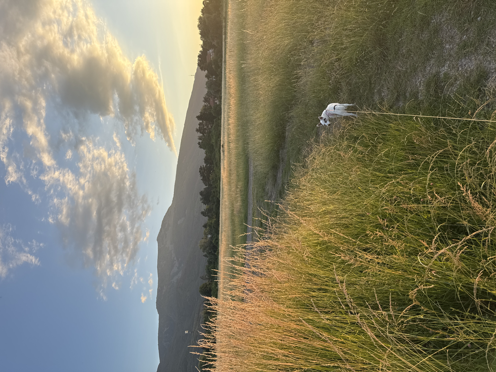 A white dog with black markings on its face and ears is standing on a dirt path in a field of tall, golden grass. The dog is wearing a white harness and is attached to a light-colored leash that extends out of frame to the right. The dog is looking back over its left shoulder towards the camera. The field of grass is bathed in the warm, golden light of a sunset, with some areas of green grass interspersed. In the background, a range of mountains can be seen, with a clear blue sky above. The mountains appear to be Vitosha Mountain in Sofia, Bulgaria, with a telecommunications tower visible on one of the peaks, likely the Kopitoto tower. The overall scene suggests a peaceful evening walk in nature on the outskirts of the city.