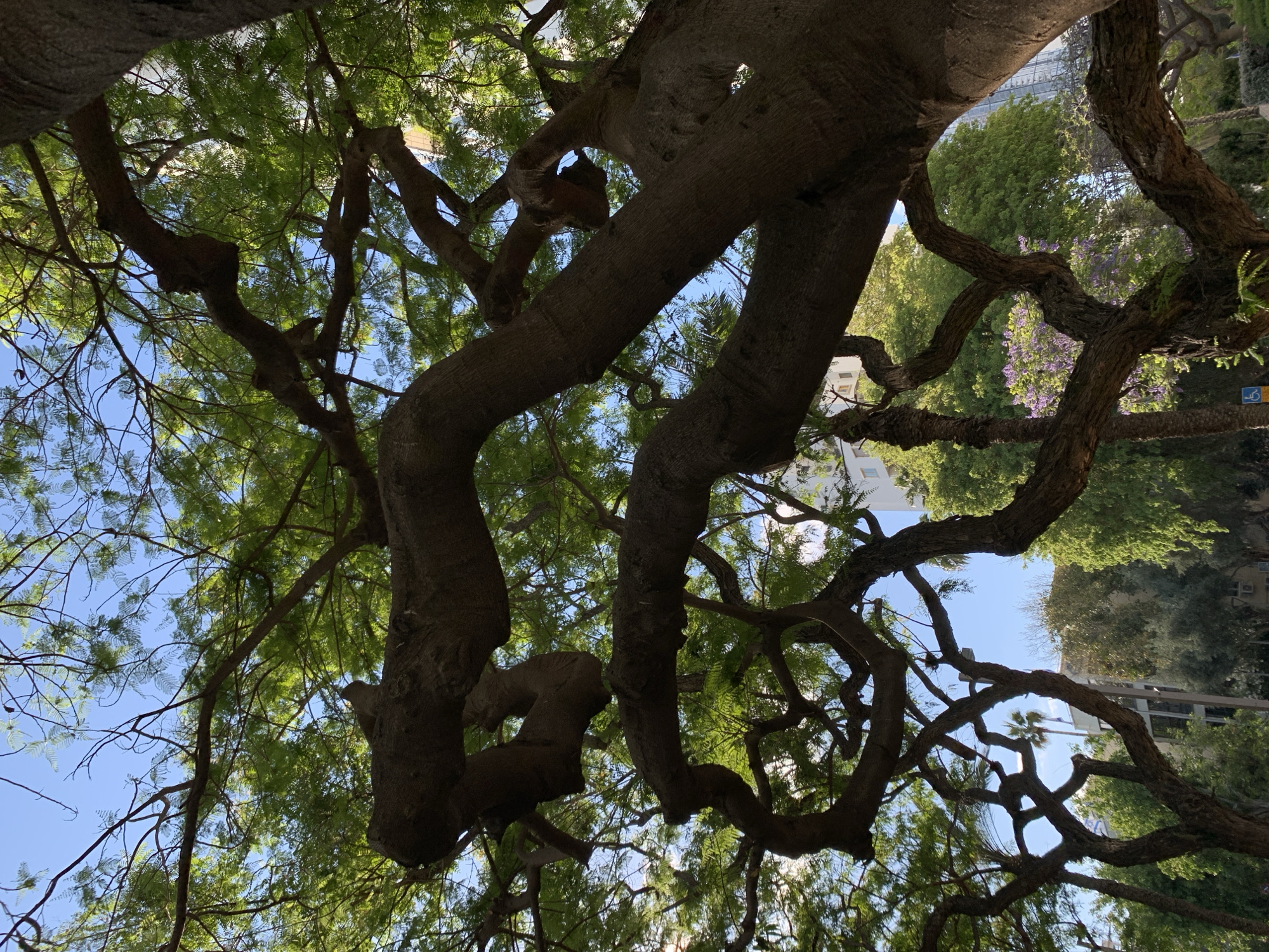 The image is taken from underneath a large tree looking up through its branches at the sky and surrounding urban environment. The tree has thick, gnarled branches with green leaves, and the sky is blue with some visible buildings. The perspective suggests the photo was taken in a park or urban green space. Based on the style of architecture visible between the branches and the general atmosphere, the location is likely Tel-Aviv, Israel. No people are directly visible in the image. The primary subject is the tree and its interaction with the urban setting.