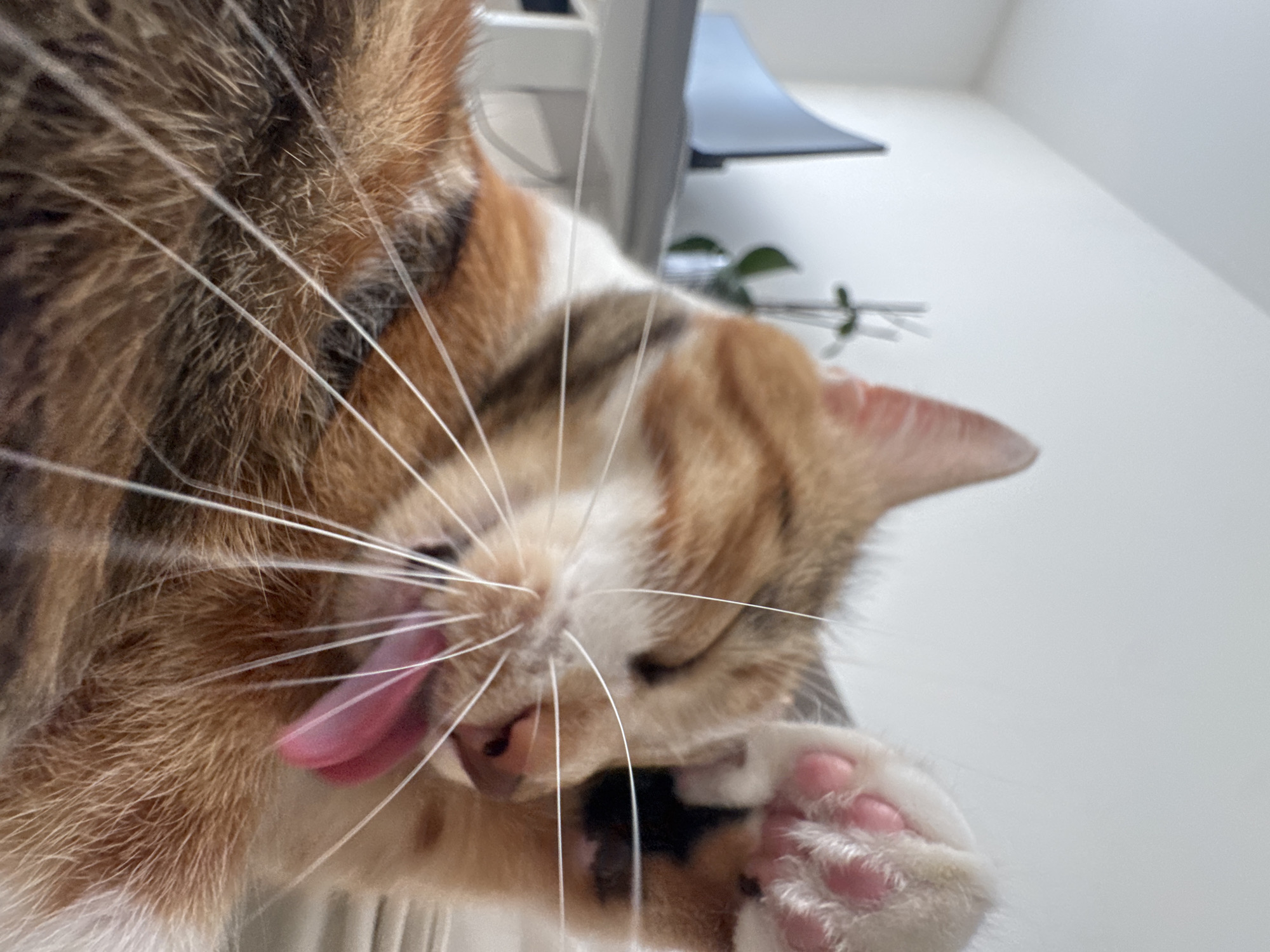 An extreme close-up, eye-level shot shows a calico cat grooming its face. The cat's pink tongue is extended and appears to be licking its nose or whiskers. One of the cat's front paws is raised to its face, and its pink toe beans are visible. The cat's fur is a mix of orange, white, and black. The background is blurred but appears to be an indoor setting with white walls and a hint of a desk and a plant.