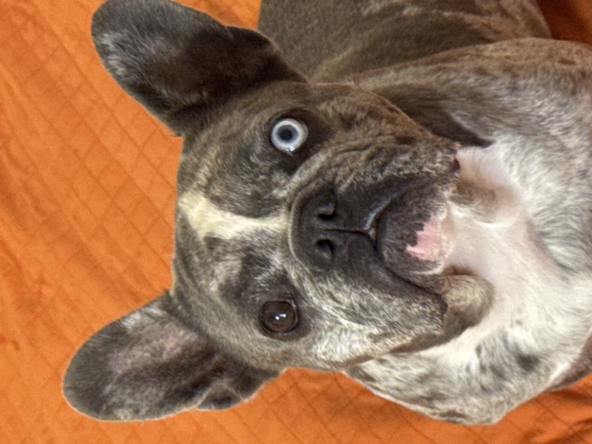 The image shows a close-up of a brindle French Bulldog's face. The dog has one brown eye and one blue eye. It is sitting on an orange, textured surface. The background is a solid orange color. There is no indication of a specific location in San Benedetto del Tronto, Italy.