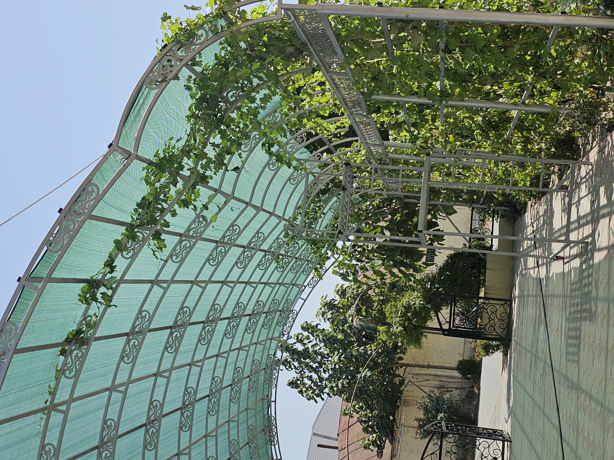 This image depicts a garden pathway in Özgön, Kyrgyzstan, featuring a curved pergola covered with green mesh netting. Several grapevines are growing on and through the pergola's metal frame, with lush green leaves and tendrils cascading down. The ground beneath the pergola is paved with light-colored rectangular stones, casting dappled shadows from the structure. To the left of the pergola, a black wrought-iron gate with ornate scrollwork is visible, and beyond that, a paved driveway. Further into the background, mature trees with dense foliage stand, alongside buildings with muted-colored walls and roofs, indicating a residential or communal area. The sky above is clear and blue. The scene suggests a well-maintained outdoor space, likely a courtyard or garden.