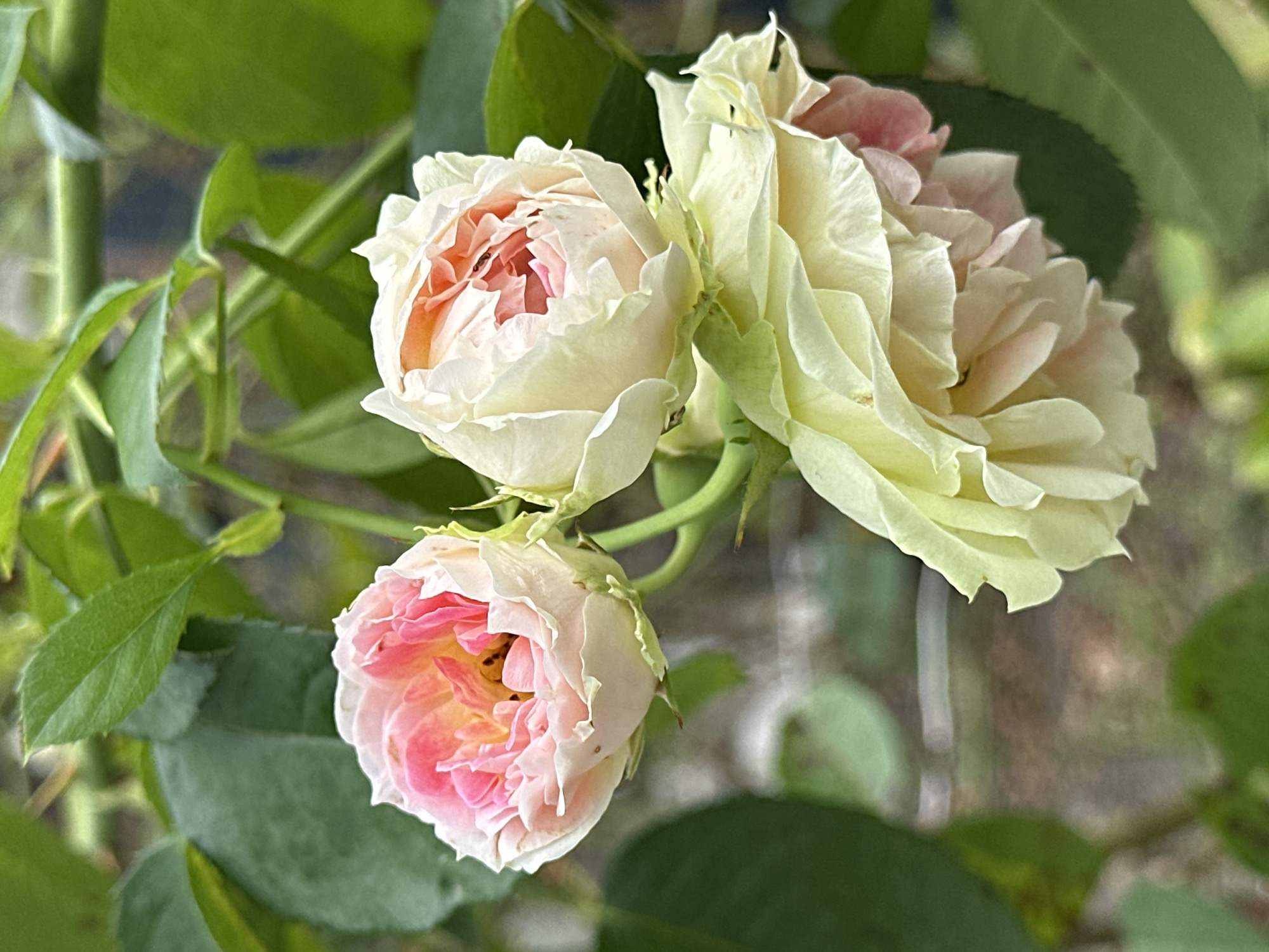 A close-up, vertical, eye-level shot focuses on a cluster of three delicate, multi-petaled roses in various stages of bloom. The roses are predominantly cream-colored with soft pink accents, especially concentrated in the inner petals of the two blooms positioned higher and towards the left. Their petals are densely layered and ruffled, creating a soft, textured appearance. The two upper roses are partially open, revealing hints of their inner structure, while the lower rose is fully open and cascades downwards, its petals appearing almost translucent in places. The roses are set against a background of blurred green foliage and stems, suggesting an outdoor garden setting. The overall lighting is soft and diffused, highlighting the subtle color variations and delicate forms of the flowers. No people are present in the image. The scene depicts a natural botanical subject.