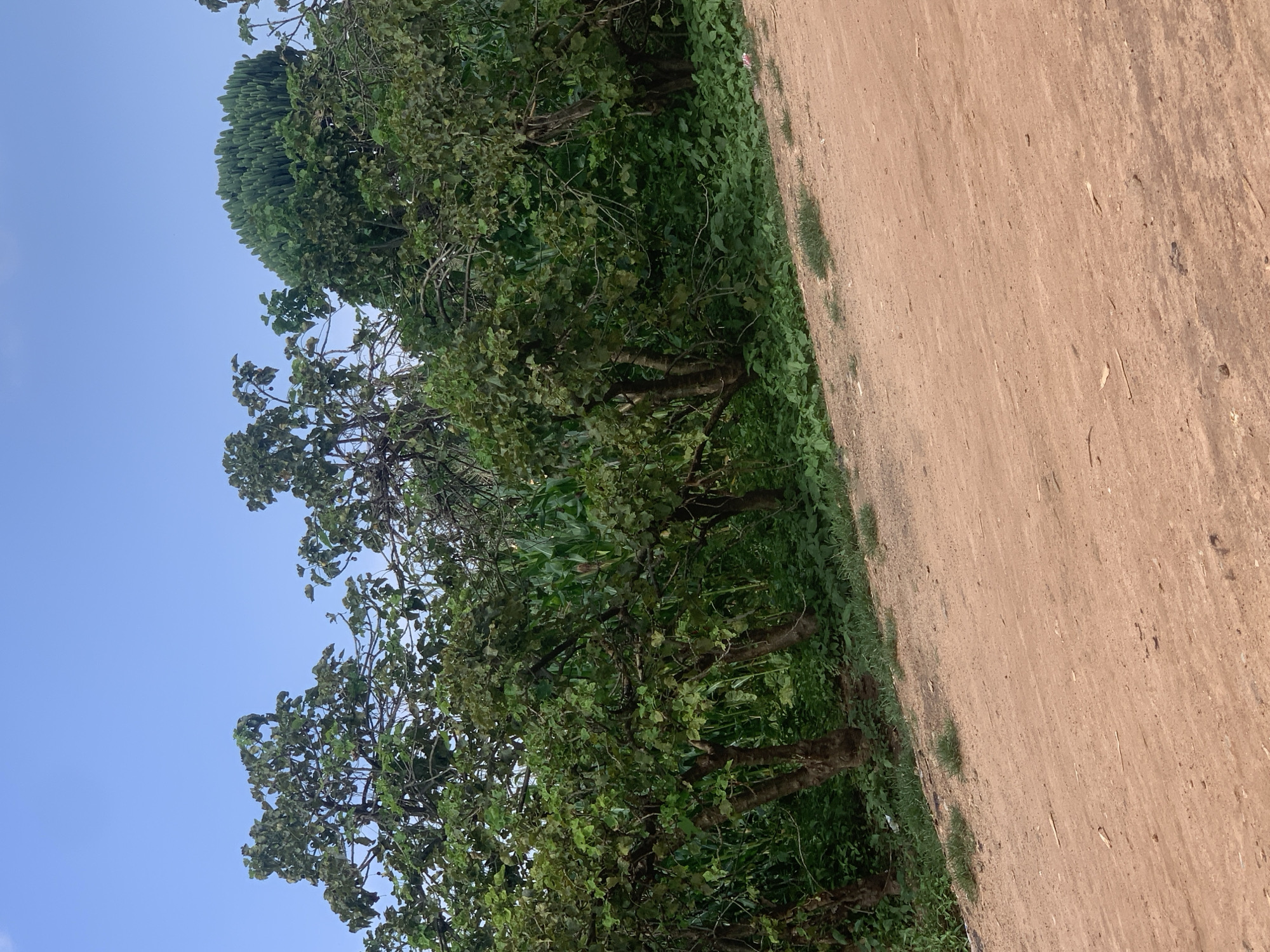 The image depicts a rural landscape with a dirt road in the foreground and lush green vegetation behind it. A clear blue sky with a few wispy clouds is visible above the trees. The vegetation consists of various trees and plants, including what appears to be corn stalks in the background. The dirt road is a reddish-brown color, indicating the presence of laterite soil, common in many parts of Nigeria. The scene is likely located in or near Sabon Tasha, Nigeria, given its typical rural characteristics.