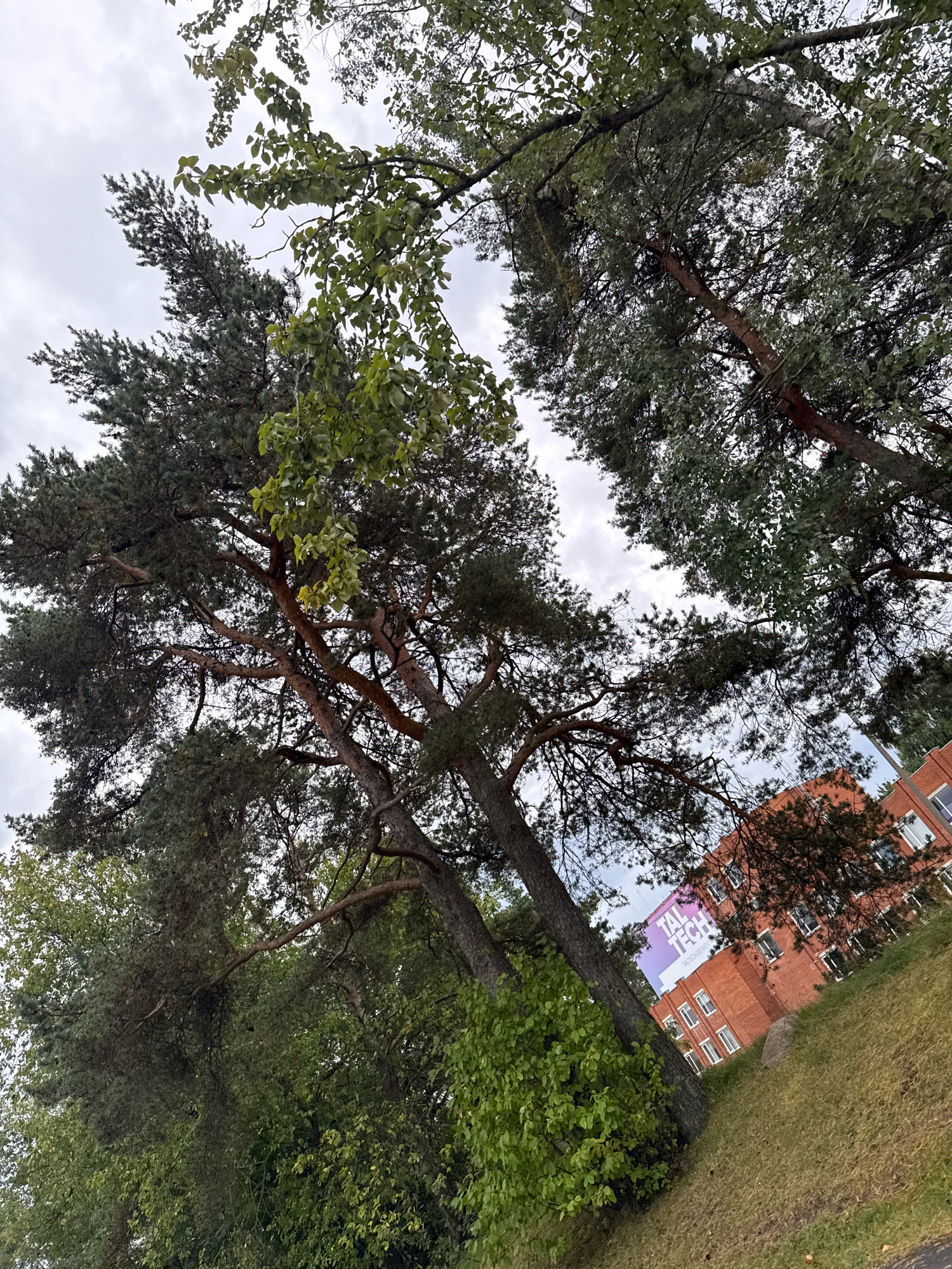 The image is an exterior, upward-angle shot of trees and a brick building in Tallinn, Estonia. The trees, predominantly pine and deciduous varieties, occupy the foreground and midground, their branches reaching towards a cloudy sky. The building, a multi-story brick structure, is visible in the background, partially obscured by foliage. A large banner displaying "TAL TECH" in purple and white lettering is affixed to the building's facade. The ground is covered with grass and some fallen leaves, suggesting an outdoor park or campus environment. No people or animals are visible in the frame.