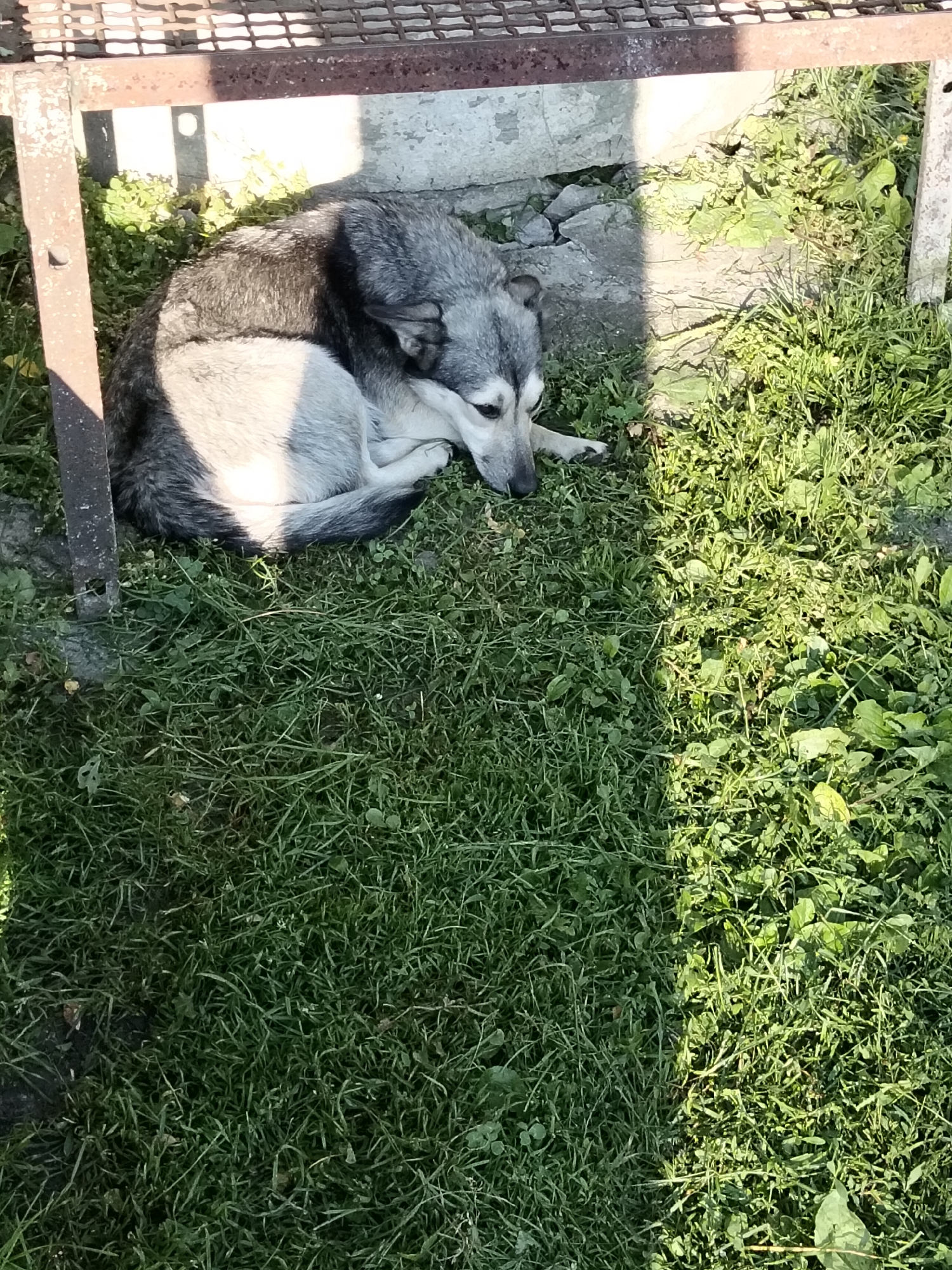 The image shows a dog sleeping on grass in Kliushnykivka, Ukraine. The dog is grey and white, with its head tucked under its body. It is lying in the shade of a metal structure, which appears to be a bench or a shelter. The grass is green and lush, and there are some scattered leaves and small plants. The sun is shining brightly, casting shadows on the ground. The overall scene is peaceful and serene.