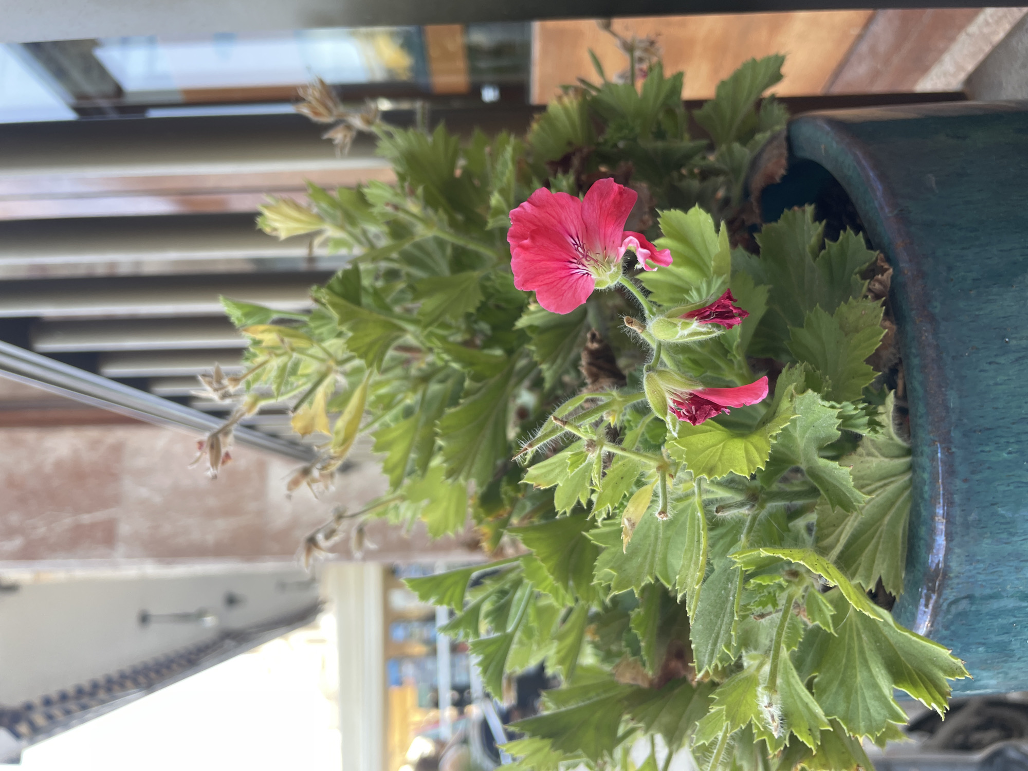 The image shows a close-up view of a potted plant with vibrant green leaves and a single bright pink flower in bloom. The plant is in a turquoise ceramic pot, which is placed on a ledge or surface next to a building. The background is blurred, but it appears to be an urban setting with architectural elements like columns and a window visible. The lighting suggests it is daytime, possibly outdoors on a street or patio in Santanyí, Spain. No people or animals are clearly visible in the frame.