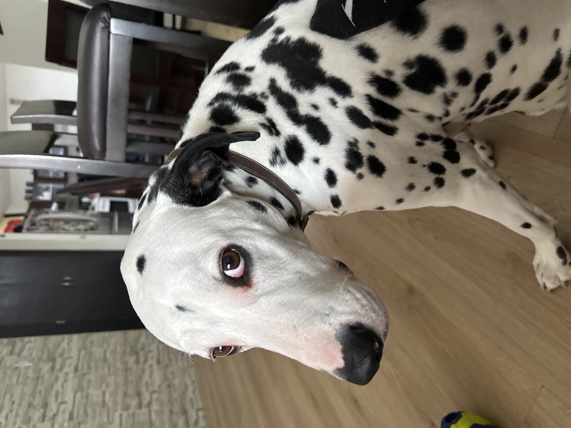 A Dalmatian dog is lying on a wooden floor. The dog has a white coat with black spots and brown eyes. It is wearing a brown collar. The background includes a chair and a glimpse of a room. It is not possible to determine the location as Puebla, Mexico from the image alone.