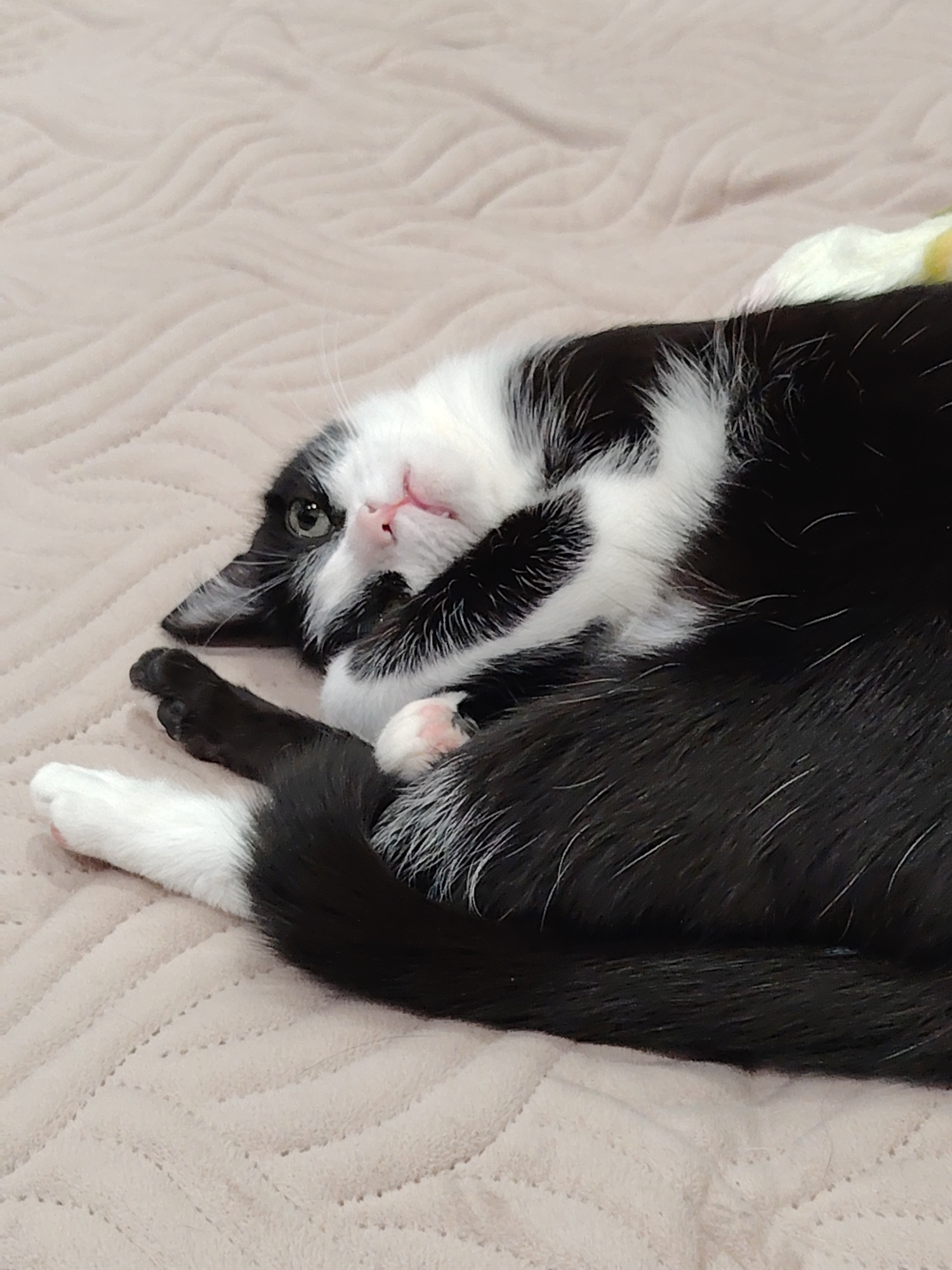 A black and white cat is lying on its back on a textured, light brown surface. The cat has white paws, a white muzzle, and white markings on its chest and around its head. The rest of its fur is black. The cat's eyes are open and it is looking towards the camera.