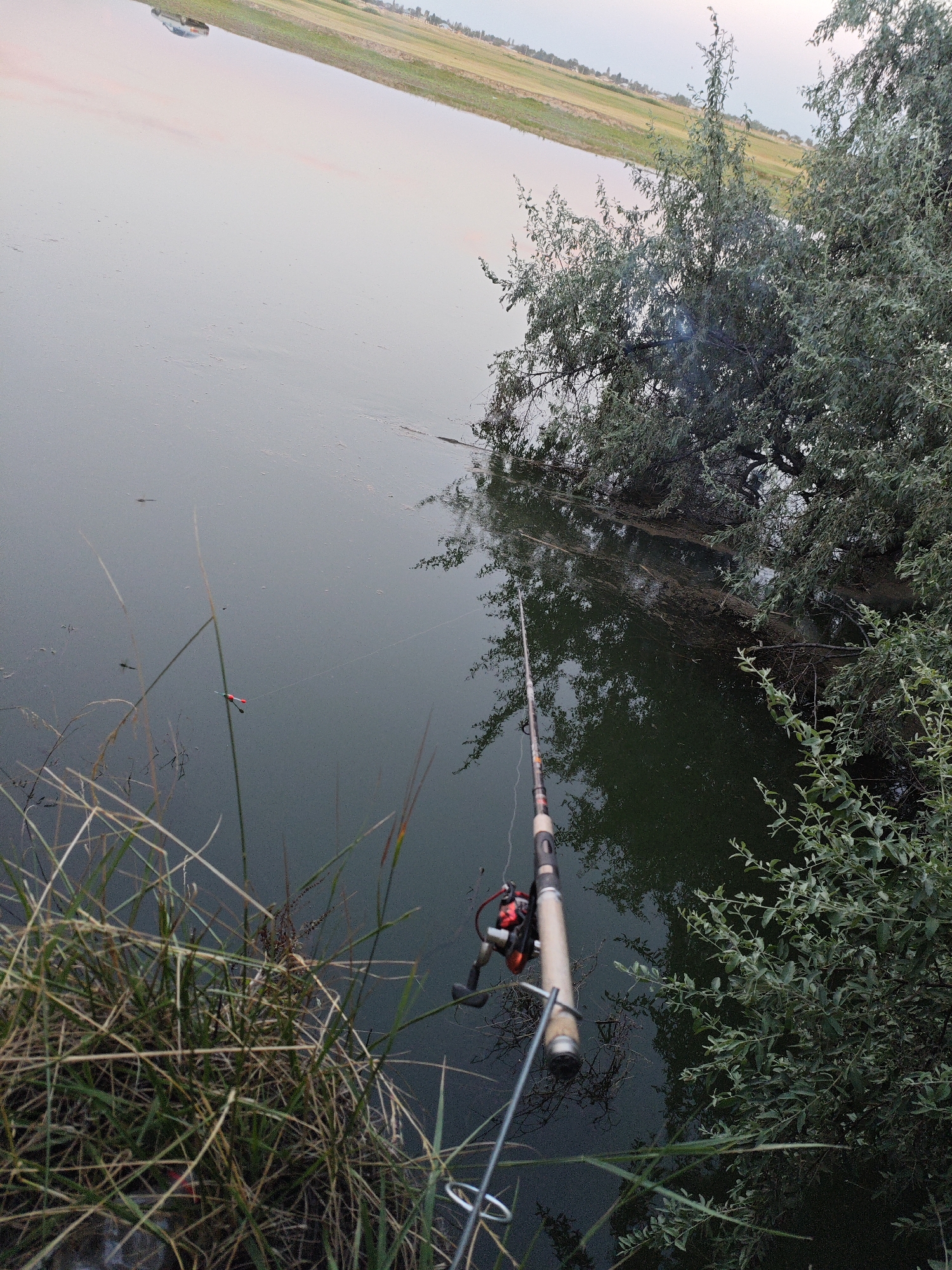 The image shows a fishing rod resting on the bank of a body of water, likely a river or lake, near the city of Zhanajol, Kazakhstan. The water is dark and still, with some debris floating on the surface. A red and white fishing bobber is visible in the water, attached to a fishing line. In the background, a distant shoreline is lined with green vegetation and a few buildings can be seen. The sky above is overcast, with a pale pinkish hue suggesting either sunrise or sunset. The foreground features tall, dry grass and some leafy green bushes. The fishing rod itself is a standard spinning rod with a reel. The overall scene depicts a quiet, natural setting conducive to fishing.