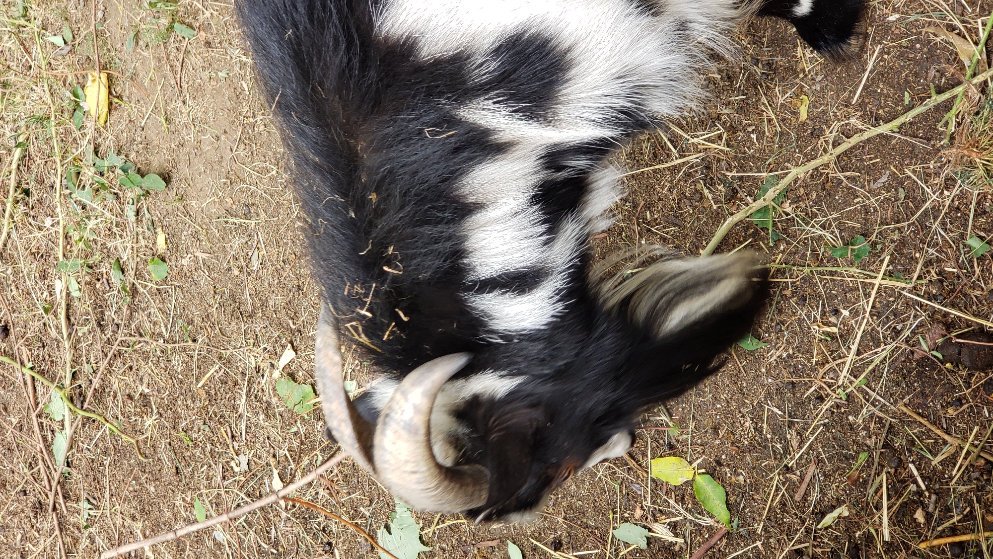 A black and white spotted goat with curved horns is partially visible in the foreground, with its head lowered to the ground. The goat is standing on dry, brown earth mixed with straw and fallen leaves. The background consists of more of the same ground, with a few green leaves and twigs scattered about. The image appears to be an outdoor scene. There is no indication of the city of Prešov, Slovakia in the image.
