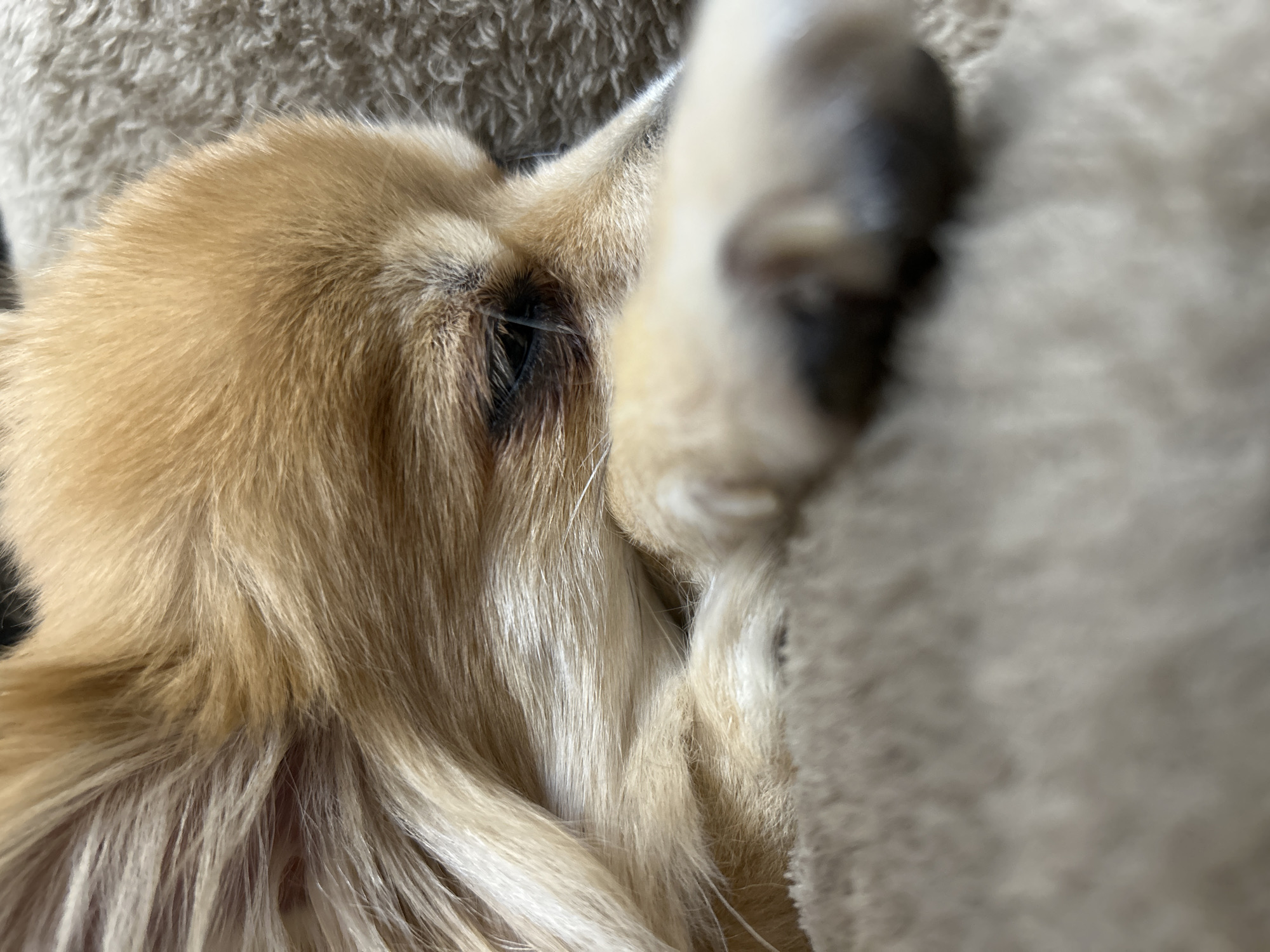The image depicts a close-up of a golden Cocker Spaniel resting its head on a textured, light-colored surface, possibly a blanket or cushion. The dog's eye is visible, surrounded by its long, light-colored fur. A blurry, dark object obscures part of the right side of the frame. The location in Varshets, Bulgaria is not identifiable from the image.