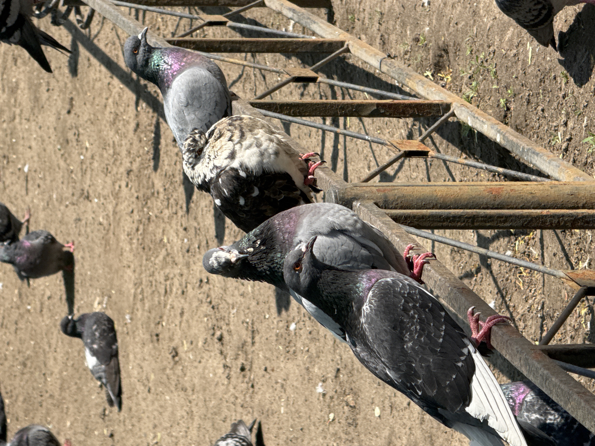 A high-angle shot shows a group of pigeons on and around a rusty metal ladder. Some pigeons are perched on the ladder rungs, their pink feet gripping the metal. Other pigeons are on the ground nearby. The ground is a combination of dirt and sparse green vegetation. The scene is illuminated by sunlight. The location might be Vsevolozhsk, Russia.