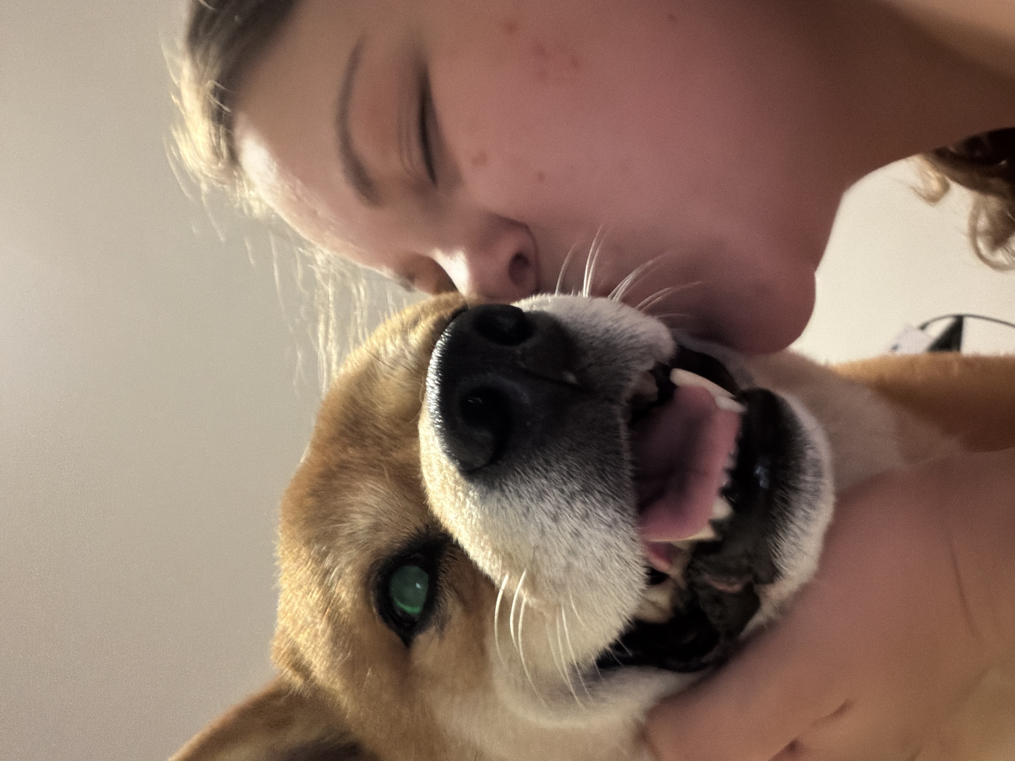 A close-up, selfie-style photo shows a person, partially visible on the right, kissing the cheek of a Shiba Inu dog. The dog's head is on the left, its mouth open, revealing its teeth and pink tongue. The dog has bright green eyes and tan fur with white markings on its muzzle. The person's face is also visible, with eyes closed and a hint of a smile. The background is a plain, light-colored wall. There are no identifiable elements in the image that would suggest a location in Priseltsi, Bulgaria.