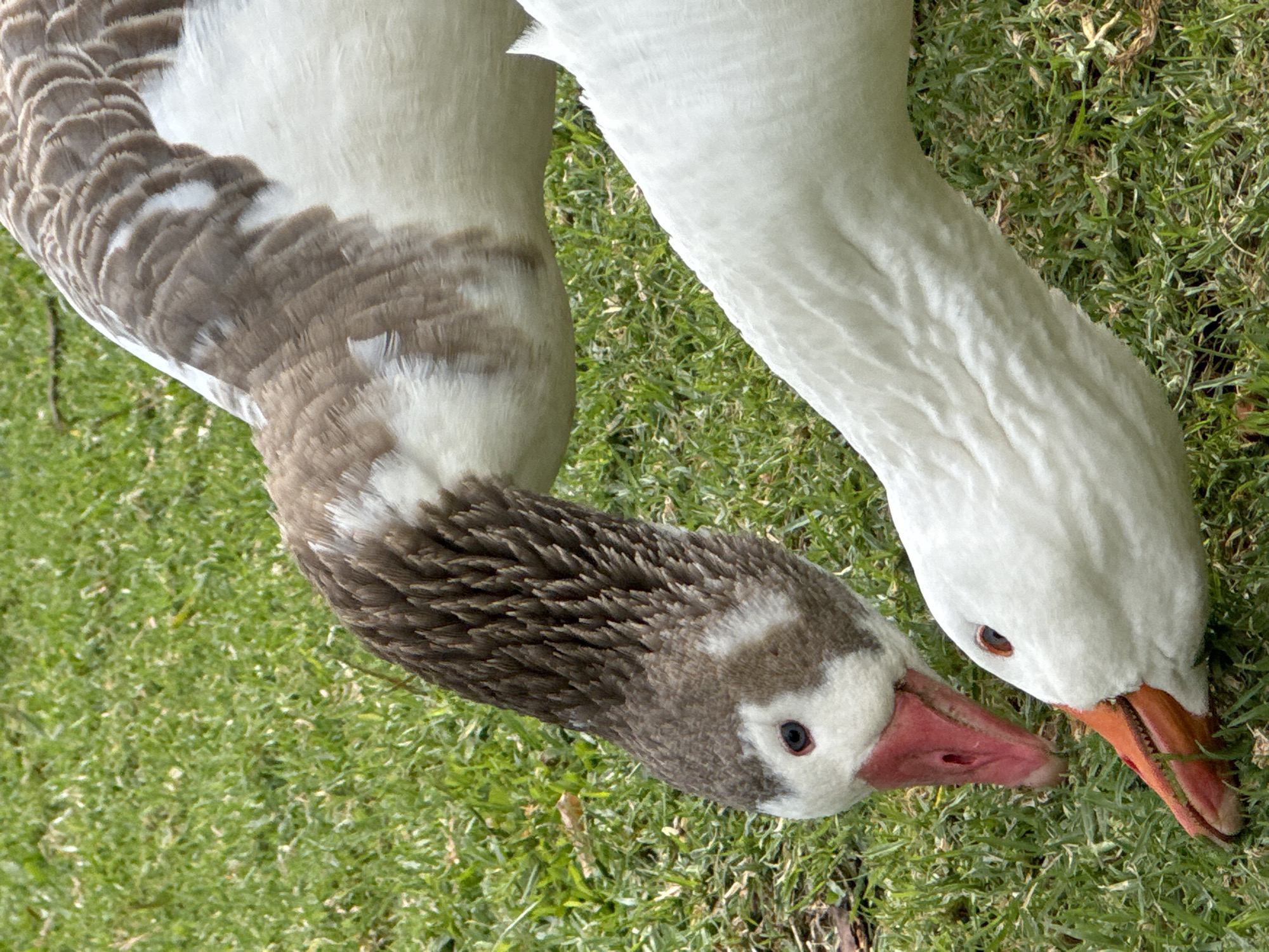 Two geese stand on a patch of green grass, their heads bowed as if feeding. One goose is predominantly white, with a long, slender neck. The second goose has a mix of brown and white feathers, especially on its head and neck. Both geese have reddish-orange beaks. The background is a blurred expanse of green grass. The location is likely an outdoor green space, possibly a park or garden. Given the instruction of "Buenos Aires, Argentina," it suggests this scene takes place in a park within the city.