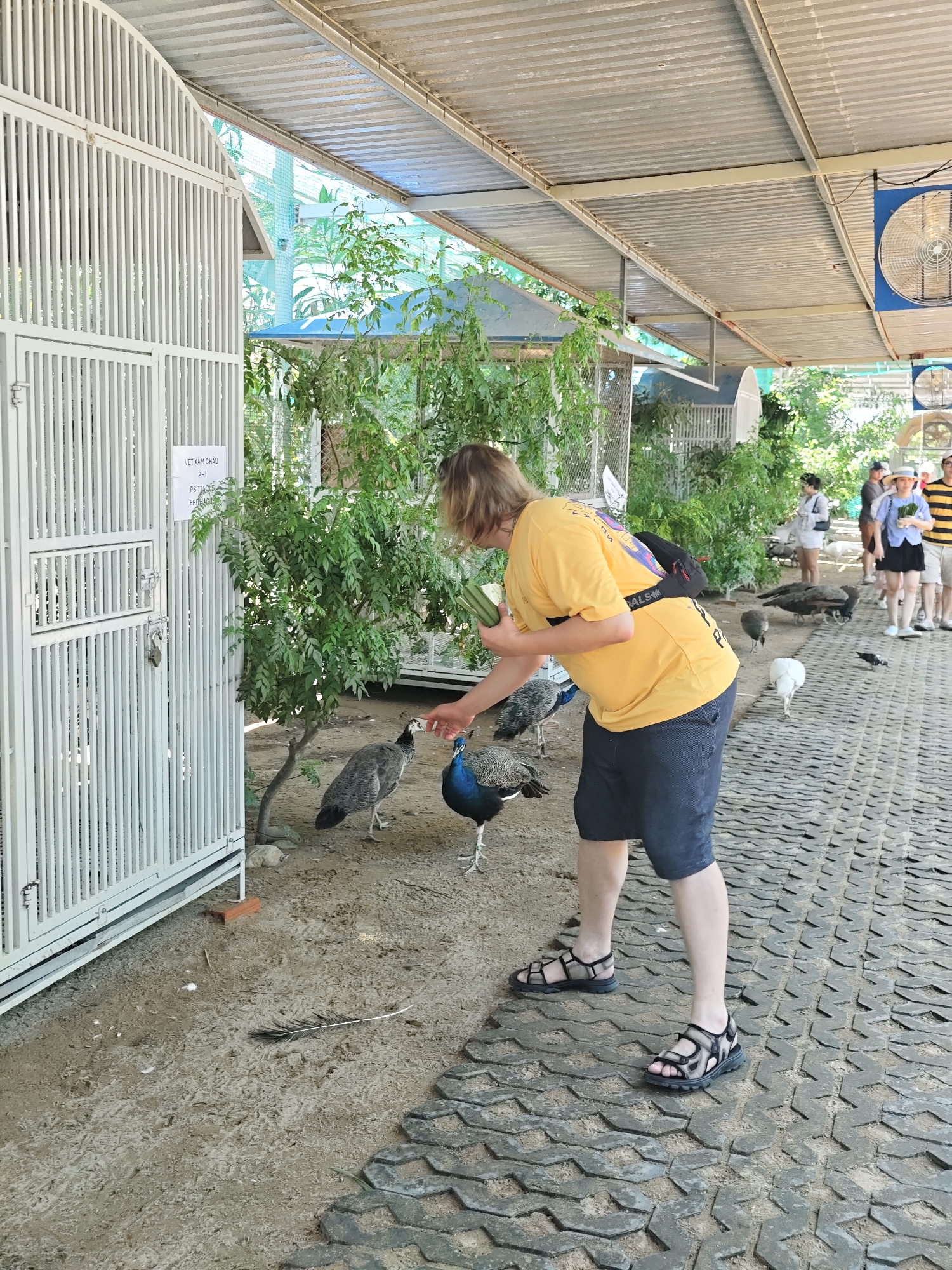 The image depicts an outdoor scene at a sanctuary or park, possibly in Phước Hải, Vietnam. A person wearing a yellow t-shirt and dark shorts is standing on a patterned walkway, holding what appears to be food, and feeding peacocks. Several peacocks are visible, some dark gray and others with blue and green iridescent plumage. To the left, a large white metal enclosure with vertical bars is present, with a sign attached to it. In the background, other visitors can be seen, some wearing hats and casual clothing, and lush green vegetation surrounds the area. A corrugated metal roof covers part of the scene, supported by metal beams, and a large industrial fan is mounted on it. The ground is a mix of dirt and paved areas with a distinctive interlocking pattern.