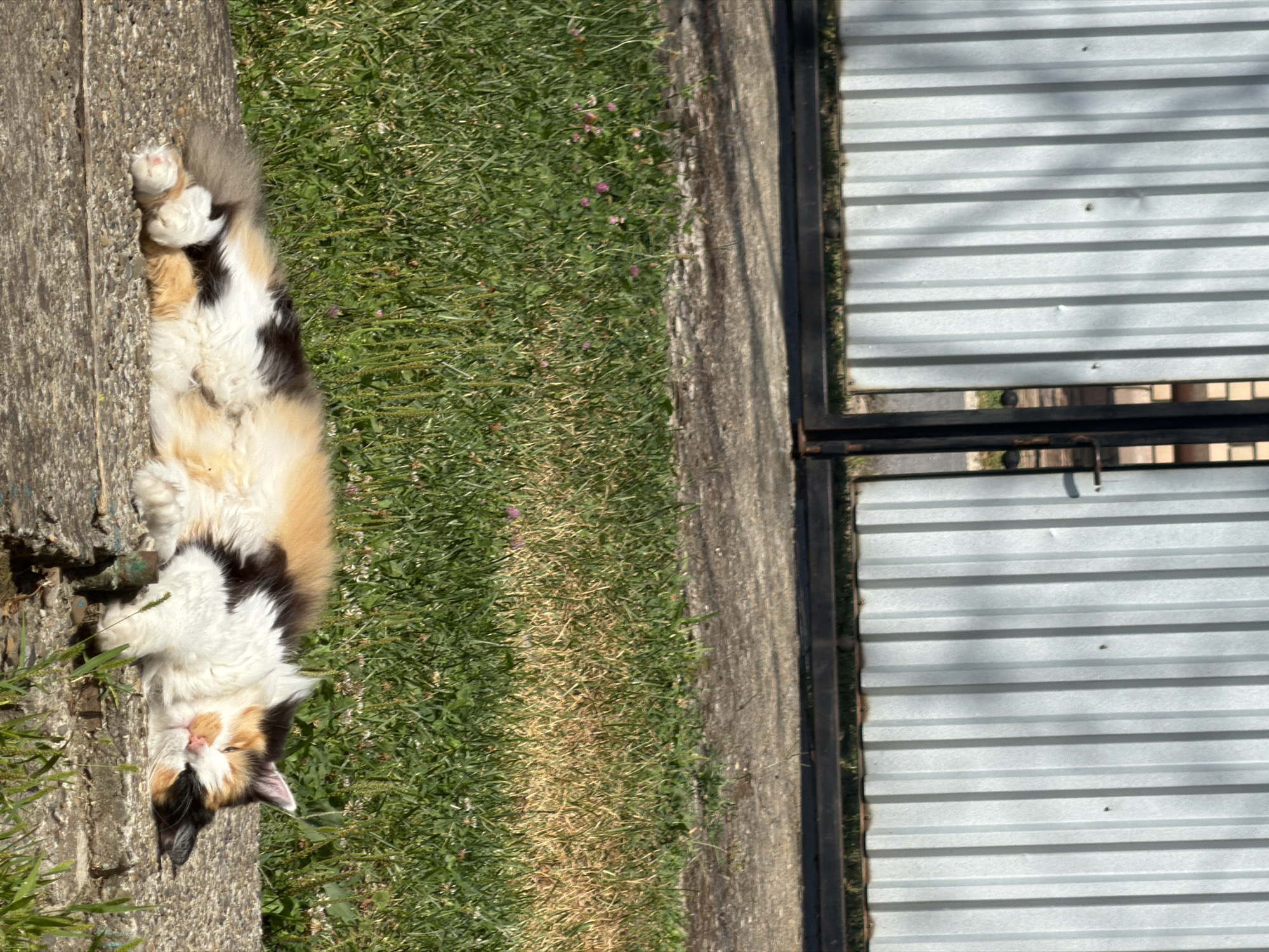 A calico cat is sleeping peacefully on a concrete surface in front of a grassy area and a corrugated metal fence. The cat's fur is a mix of white, orange, and black. The concrete appears worn and weathered. The grass is green with some patches of yellow, and small pink clover flowers are visible. The fence is silver and has vertical ribs, with a dark metal frame and a handle visible on the right side. The scene is lit by sunlight, casting shadows from the fence onto the ground. The location is described as Unknown, Unknown.