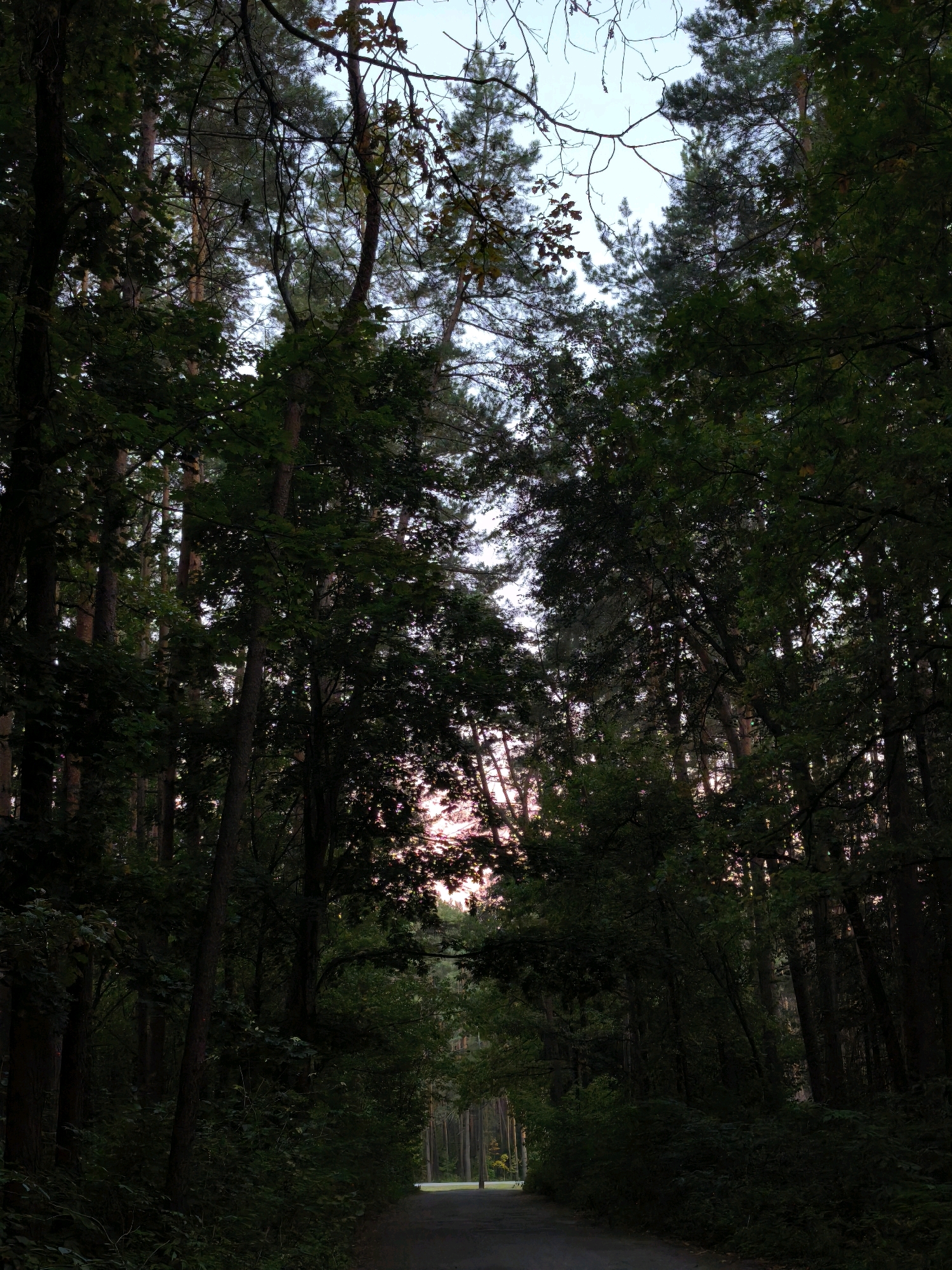 The image depicts a dark forest with a pathway leading into the distance. Tall trees with dense foliage line both sides of the path, creating a canopy overhead. The sky is visible through the gaps in the leaves, displaying a soft pink and blue gradient, suggestive of a sunset or sunrise. The path itself appears to be paved and is sparsely lit by the diffused light filtering through the trees. In the far distance, a slender lamppost is visible on the right side of the path. The overall atmosphere is serene and natural, with the dense greenery dominating the scene. There are no people or animals visible in the image. The scene appears to be located in a wooded area, likely a park or a nature reserve within the city of Mahilyow, Belarus.