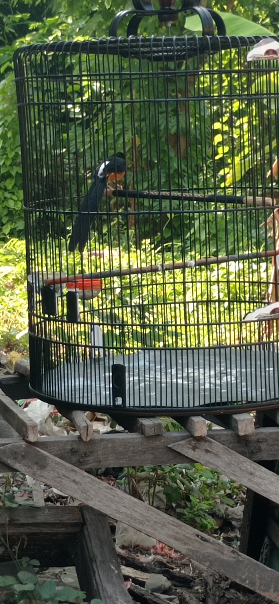 A black and white bird is perched on a wooden perch inside a black metal birdcage. The bird has a white patch on its wing and a reddish-orange chest. The birdcage is placed outdoors, in what appears to be a backyard or garden area. The background is filled with lush green foliage, suggesting a natural or semi-natural environment. The ground beneath the birdcage is partially visible and appears to be cluttered with debris, including some wooden planks and white plastic bags. The lighting suggests it is daytime, with sunlight filtering through the leaves. The scene is located in Suruh, Indonesia.