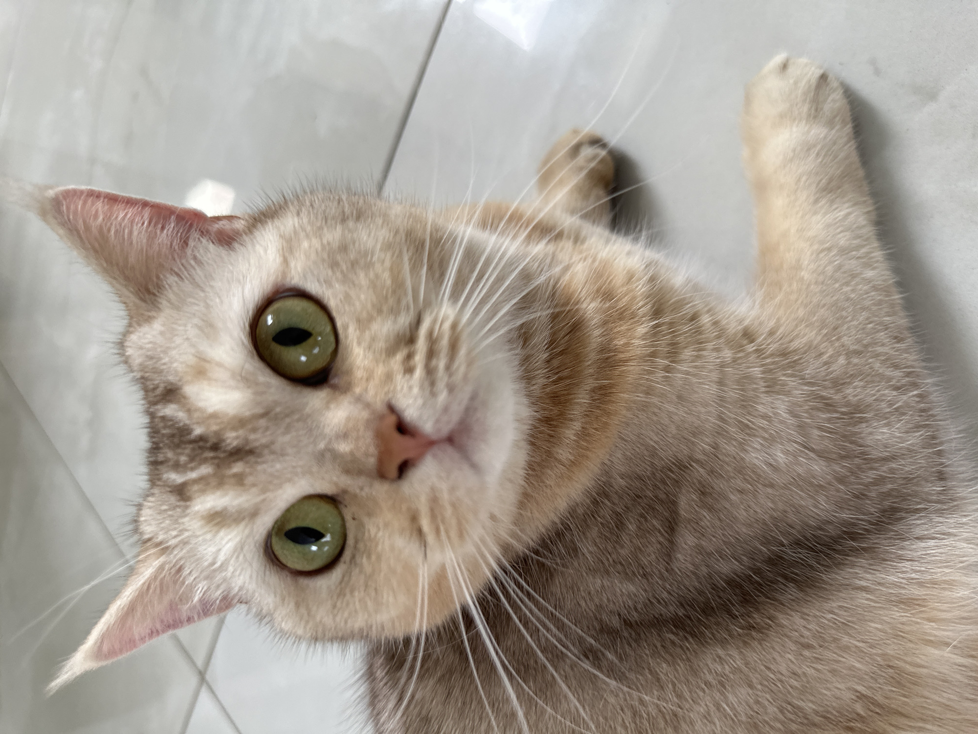A close-up shot captures a light-brown tabby cat lying on a white tiled floor. The cat gazes directly into the camera with its green eyes. The cat's face is partially tilted, with its pink nose and white whiskers visible. One paw is extended. The location is Unknown, Unknown.