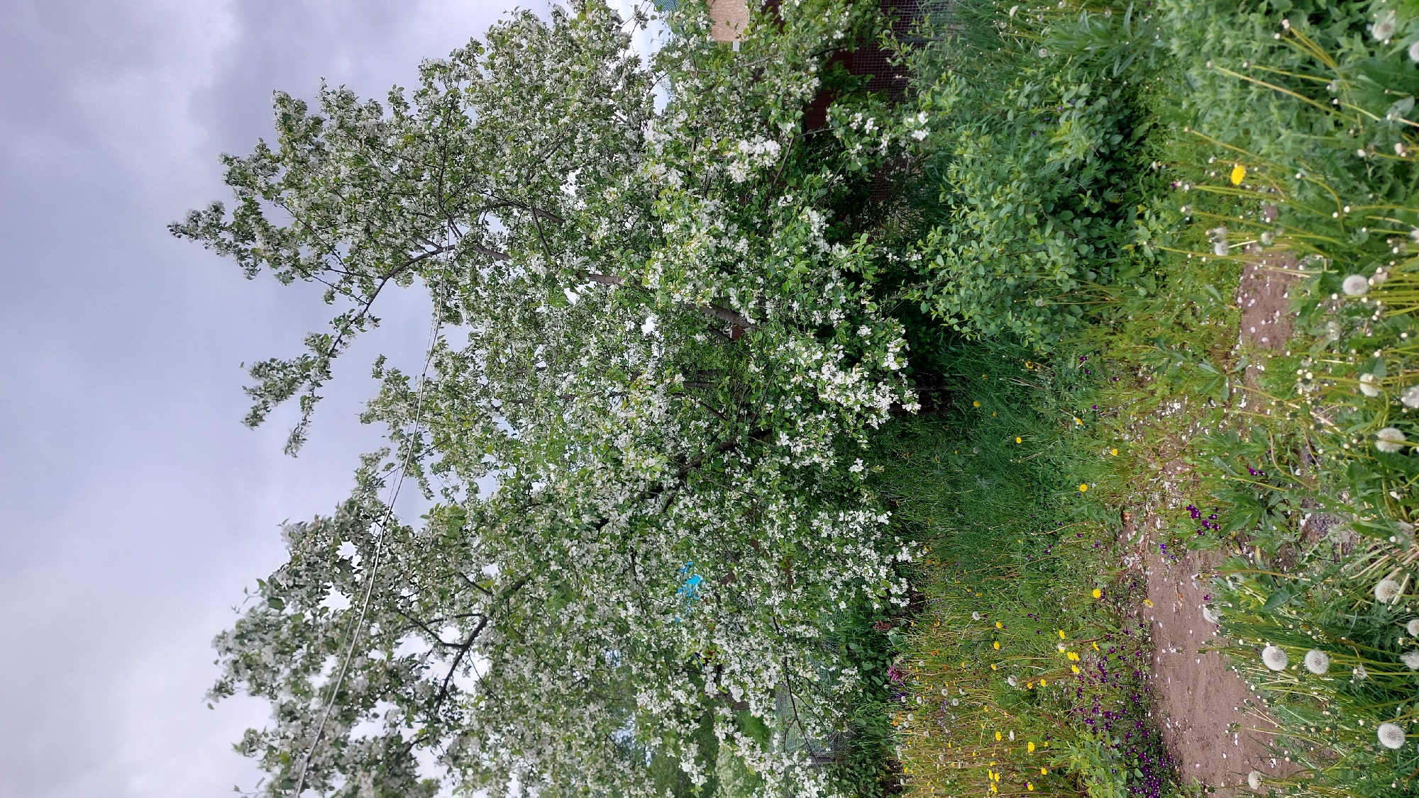 The image depicts an outdoor scene in the city of Zeleny, Russia. In the center of the frame is a large, mature tree covered in abundant white blossoms, suggesting it is springtime. The tree's branches extend outwards, some reaching towards the overcast sky, which is a pale gray with some darker cloud formations. The tree is situated in what appears to be a yard or garden area. In the foreground and to the left of the tree, there is a patch of ground covered in dirt and scattered white petals, likely from the blooming tree. This area is surrounded by various green plants, including tall grasses, and smaller flowering plants with yellow and purple blossoms. Some dandelion seed heads are also visible in the foreground. To the right of the tree, dense green bushes and foliage are present. In the background, a fence and a section of a building, possibly a house or shed, can be observed. The overall impression is a natural, rural or suburban setting during a period of flowering.