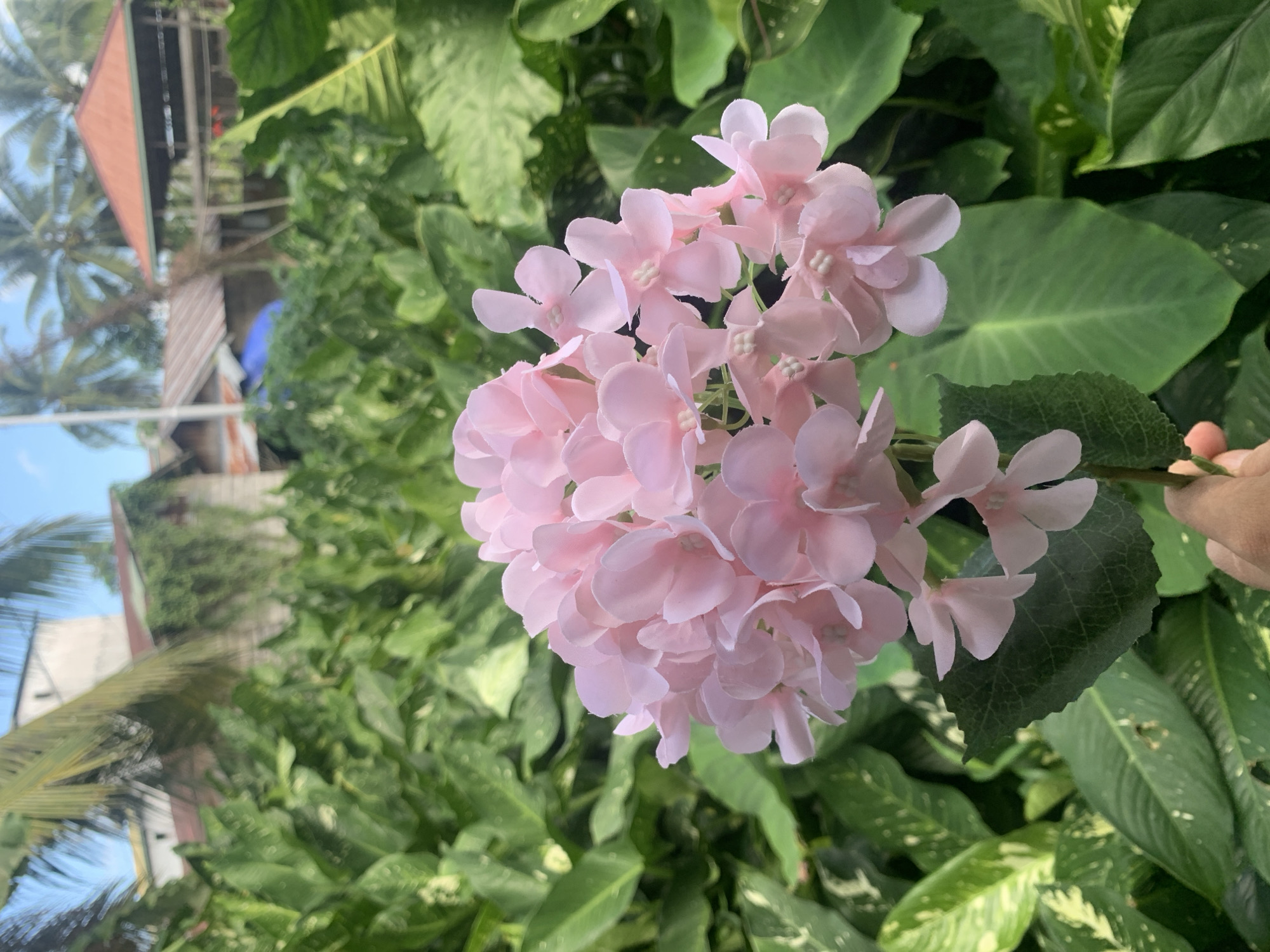 A close-up shot focuses on a cluster of delicate pink artificial flowers held by a hand. The flowers are soft and pale pink, with multiple small petals forming a rounded bloom. In the background, lush green foliage dominates the scene, with large, glossy leaves creating a dense, natural backdrop. Beyond the greenery, hints of a tropical or suburban environment are visible. These include the rooftops of buildings, some with reddish-brown tiles, and the fronds of palm trees swaying against a bright blue sky. The overall impression is one of vibrant natural surroundings with man-made structures subtly present.