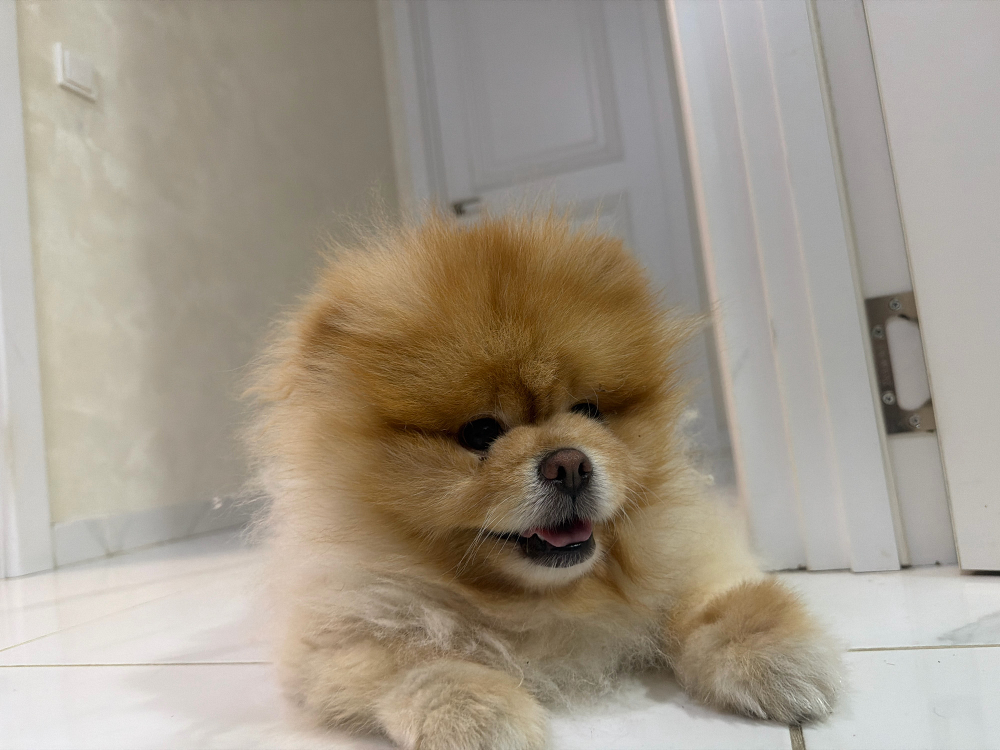 A fluffy, tan Pomeranian dog lies on a white tiled floor in front of a white door. The dog is facing the camera with its mouth slightly open and its pink tongue visible. Its eyes are dark and expressive. The background consists of a light-colored wall with a subtle texture, a white doorframe with a silver door handle, and a portion of a white door. The lighting is soft and even. The scene appears to be indoors, possibly in a home in Tbilisi, Georgia, though no specific identifying landmarks are visible.