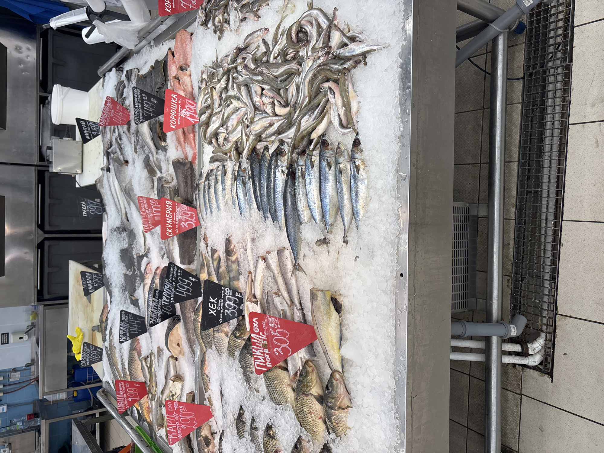 Here is a detailed description of the image:
**General Description:**
The image is a view of a fresh fish display at a market. The fish are displayed on a bed of crushed ice to keep them cold and fresh. Numerous signs with prices (in Russian rubles) are placed among the fish. The overall impression is that this is a fish counter in a supermarket or a fish market.
**Objects:**
* A variety of fish: Various types of fish are displayed. These include capelin, mackerel, herring, cod, halibut, pollock, hake, carp, sazan, flounder, zubatka, terpu, and sea bass.
* Crushed ice: A thick layer of crushed ice covers the display surface, serving to chill the fish.
* Price signs: Red and black rectangular signs with handwritten prices in Russian.
* Metal display case: The fish are presented inside a stainless steel display case.
* Drainage system: A metal grid and drain pipes are visible beside the display case, presumably for water run-off from the melting ice.
**Environment:**
* Lighting: The area is well-lit, typical of a commercial environment.
* Flooring: The flooring appears to be tiled.
* Background: A stainless steel surface and refrigeration equipment are seen in the background.
**Location (Likely Saint Petersburg, Russia):**
The prices are in Russian rubles and the price signs contain Russian text. The fish species, like herring and mackerel, are commonly found in the Baltic Sea. This supports the likely location of Saint Petersburg.
