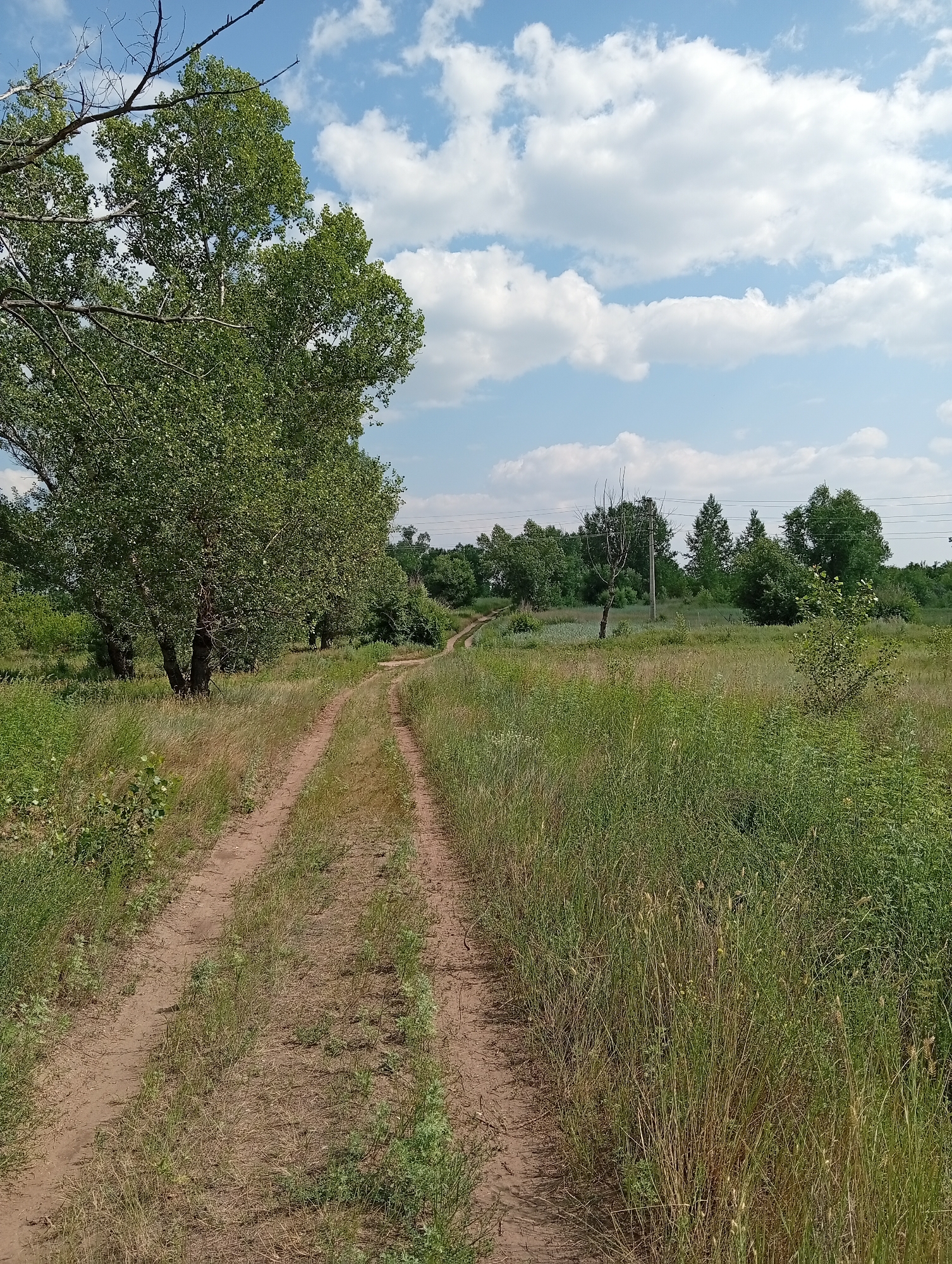The image depicts a rural landscape with a dirt road winding through tall grass and trees under a partly cloudy sky. The scene is likely an outdoor environment, possibly a rural road or path in the outskirts of Minusinsk, Russia, given the vegetation and general aesthetic. There are no people or animals visible in the image. The road appears to be unpaved, with visible tire tracks suggesting recent use by vehicles. The surrounding area is characterized by a mix of dense green foliage and dry grasses, indicative of a natural or semi-natural environment. The sky features scattered white clouds against a light blue background.