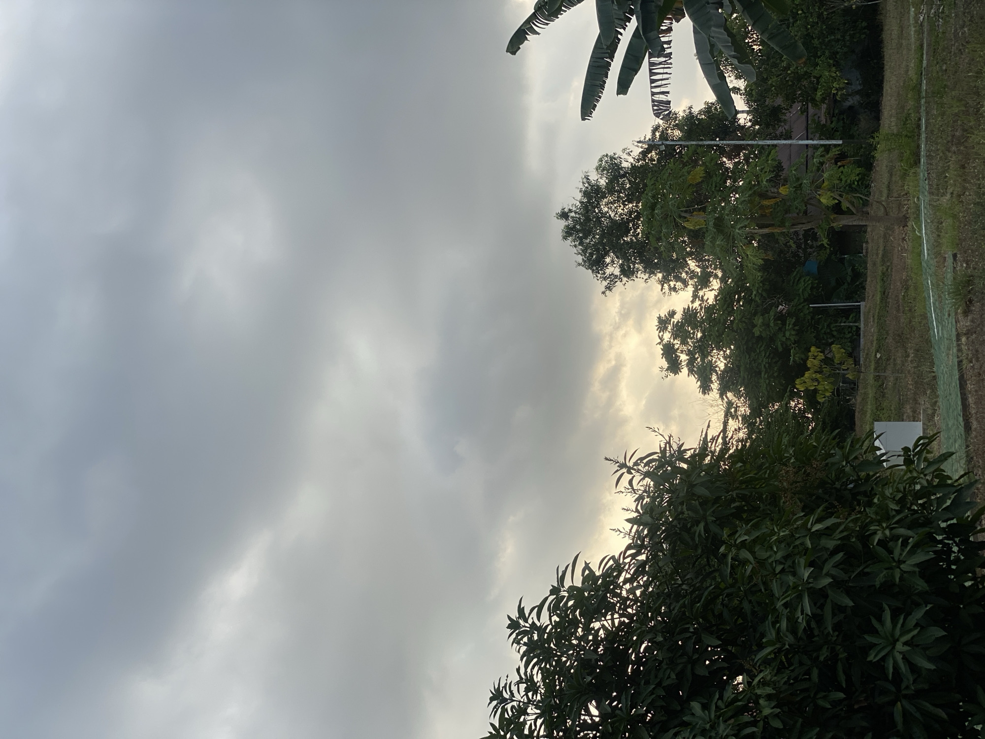 This image captures a cloudy sky over a rural landscape in Banjarbaru, Indonesia. The foreground is dominated by lush green foliage, with a large, dark green tree on the left side and banana leaves on the right. In the midground, several trees are visible, including a papaya tree with yellowing leaves. A white structure, possibly a small building or utility box, is also present on the left. The background reveals a glimpse of buildings and more vegetation. The overall atmosphere is subdued due to the overcast conditions, with a soft, diffused light suggesting either early morning or late afternoon. There are no people or animals visible in the scene.