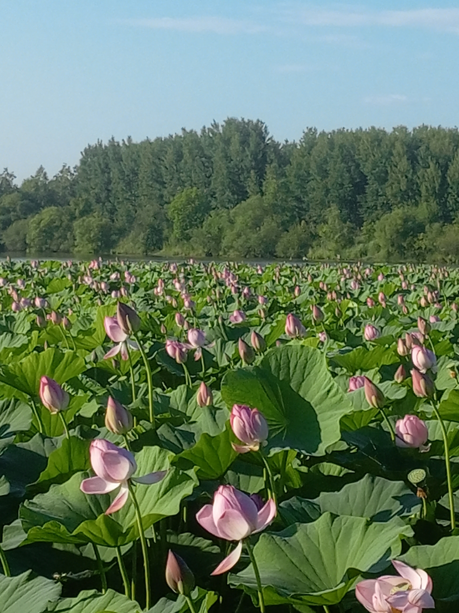 A field of lotus flowers in bloom, with pink blossoms and large green leaves, stretches towards a line of trees in the background. The sky above is a clear blue with a few faint white clouds. The overall scene is of a natural landscape, likely a pond or lake with a cultivated area of lotus.