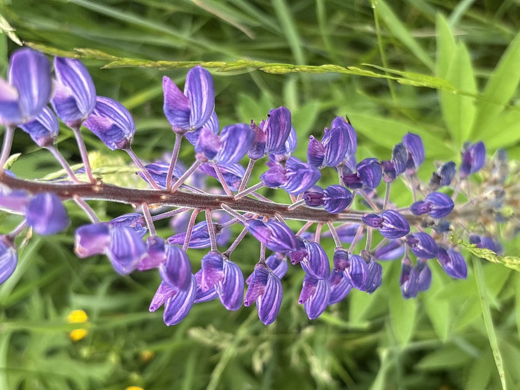A close-up, vertical, eye-level shot shows a blooming purple lupine flower stalk with many individual flowers. The flowers are a deep purple with lighter purple and white stripes. The stalk is fuzzy and reddish-brown. The background is out of focus, showing green foliage and two small yellow flowers. The scene is outdoors, likely in a field or garden, with no people or man-made structures visible. The image is a macro shot, focusing on the intricate details of the lupine. The location is in the village of Kumyony, Russia.