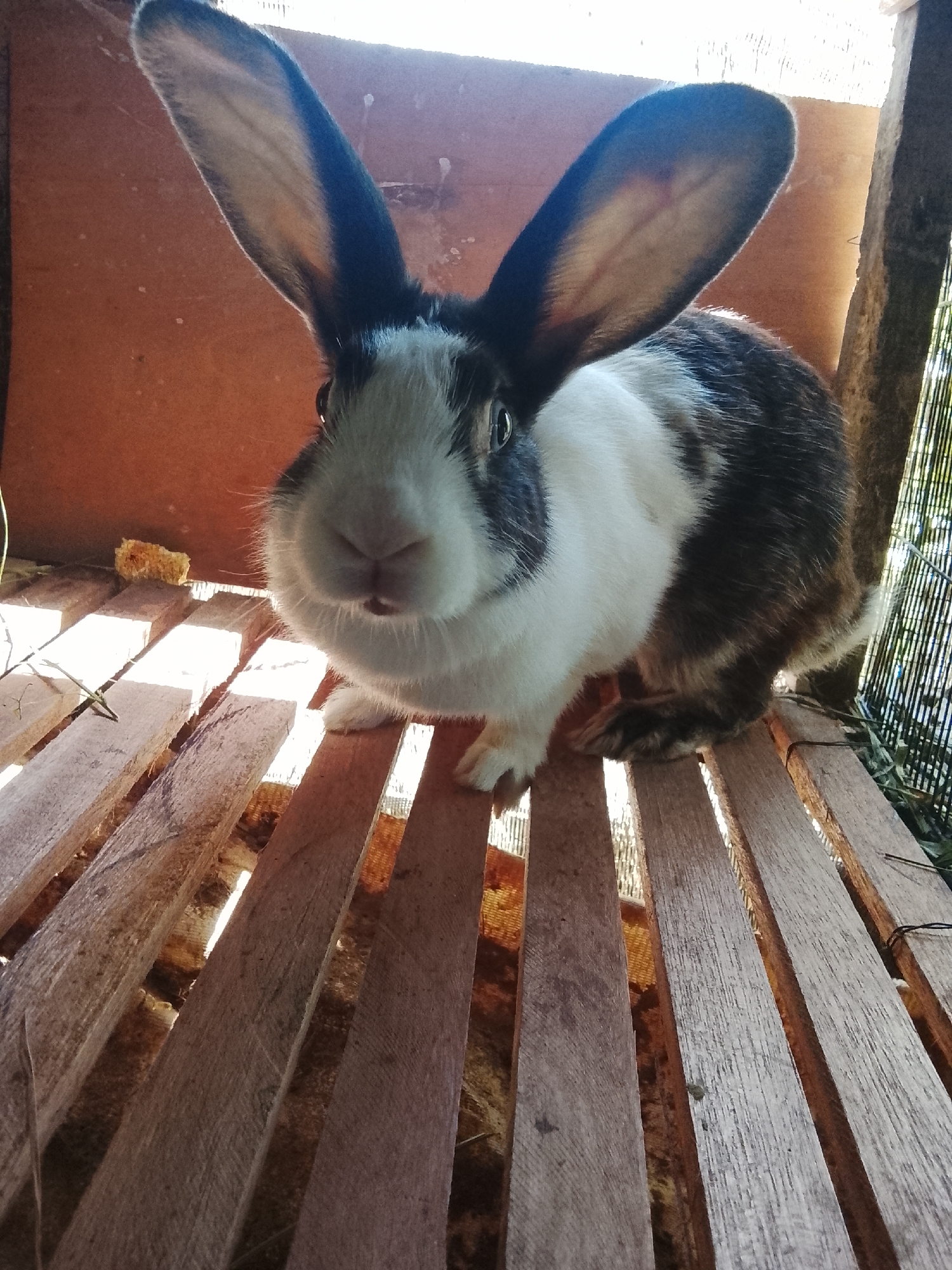 An eye-level, close-up shot captures a rabbit with prominent black and white markings, its large ears standing tall against a wooden background. The rabbit is positioned centrally, facing the viewer with its nose slightly angled to the left. Its fur is a mix of white on its face and chest, with dark patches on its head and body, and its eyes are dark and alert. The rabbit sits on a slatted wooden surface, with thin, parallel planks forming the floor. Sunlight filters through the gaps between the planks, creating bright highlights and casting shadows. To the left, a small, yellow, textured object, possibly food, rests on the wooden floor. The background consists of a vertical wooden partition, possibly the wall of a hutch or enclosure, and a hint of greenery visible through a patterned barrier on the right. The overall environment suggests an outdoor or semi-enclosed space, possibly a backyard or a farm animal enclosure.