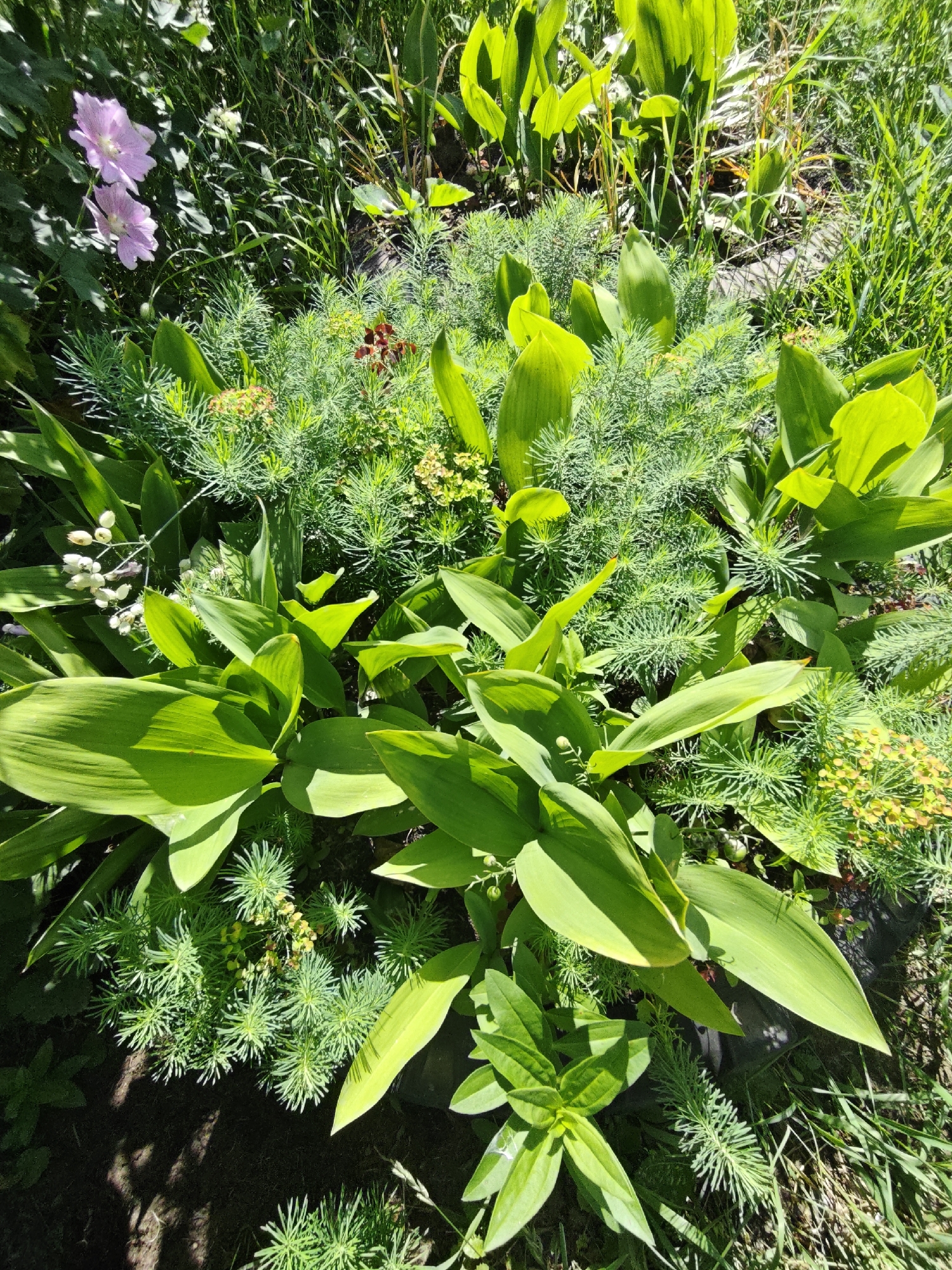 The image is a close-up, high-angle shot of a garden bed filled with lush green foliage and some delicate flowers. The plants are densely packed, creating a rich tapestry of textures and shades of green. In the upper left quadrant, two pale pink flowers with darker pink veins are visible, possibly mallows. Scattered throughout the greenery are small clusters of tiny white flowers, and some plants with feathery, bright green leaves. The overall impression is one of natural abundance and vibrant growth. The scene appears to be outdoors in a garden setting, bathed in sunlight, casting dappled shadows on the soil. The location is described as being in the city of Perm, Russia. There are no people or animals visible in the frame, and no specific actions are taking place. The image focuses solely on the botanical elements within the garden.