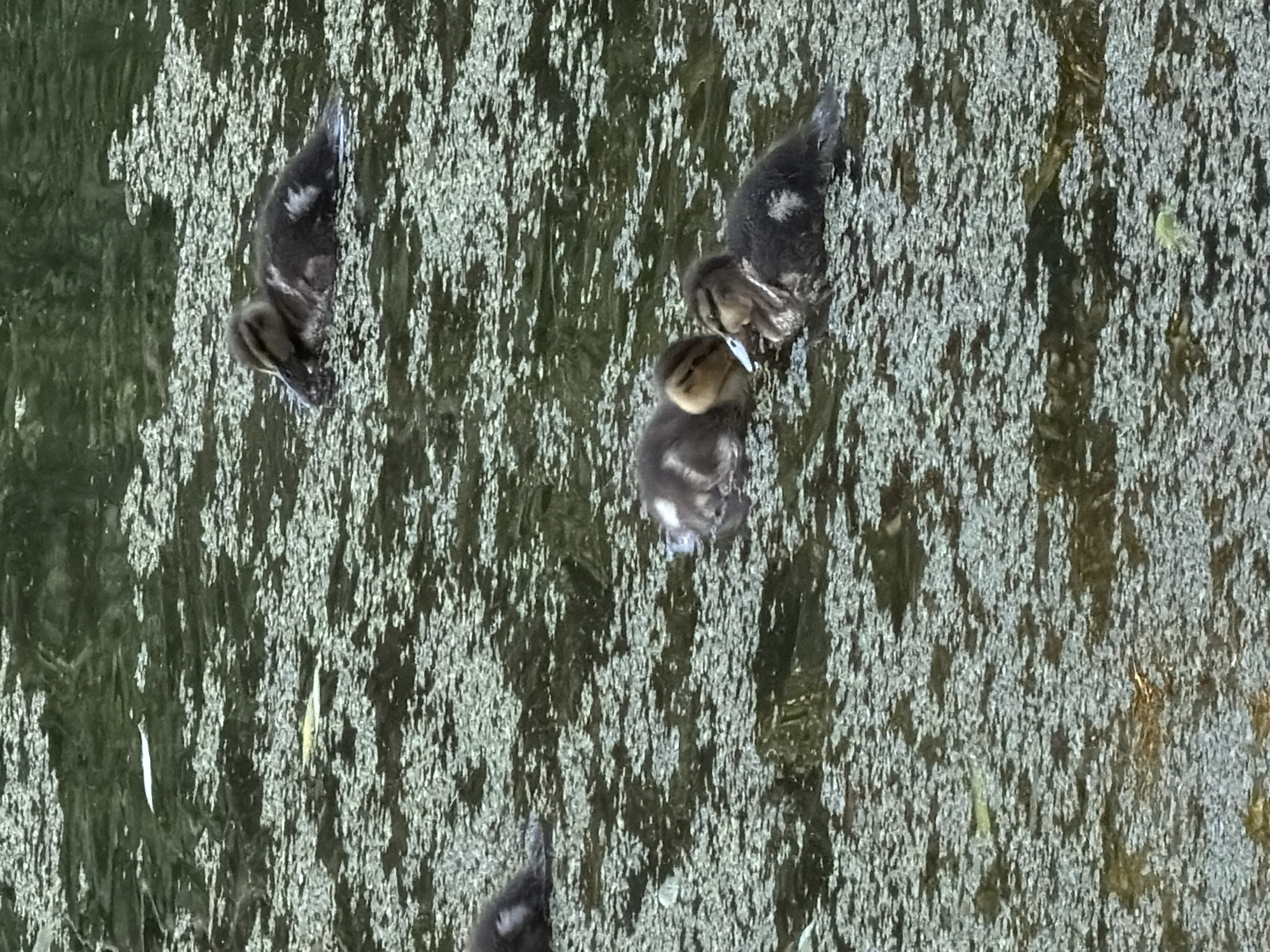 Four ducklings are swimming in dark, murky water covered with a layer of green algae. The ducklings are small and fluffy, with brown and white downy feathers. One duckling is in the upper right of the frame, seemingly resting. Another duckling is in the lower left, partially visible. Two ducklings are in the lower center, facing each other, with one appearing to nuzzle the other. The water's surface is textured by ripples and the presence of algae. The background is a dark, out-of-focus reflection of foliage. The scene is likely set in a natural body of water, such as a pond or slow-moving river, within the SNT Kurilovo, Russia.