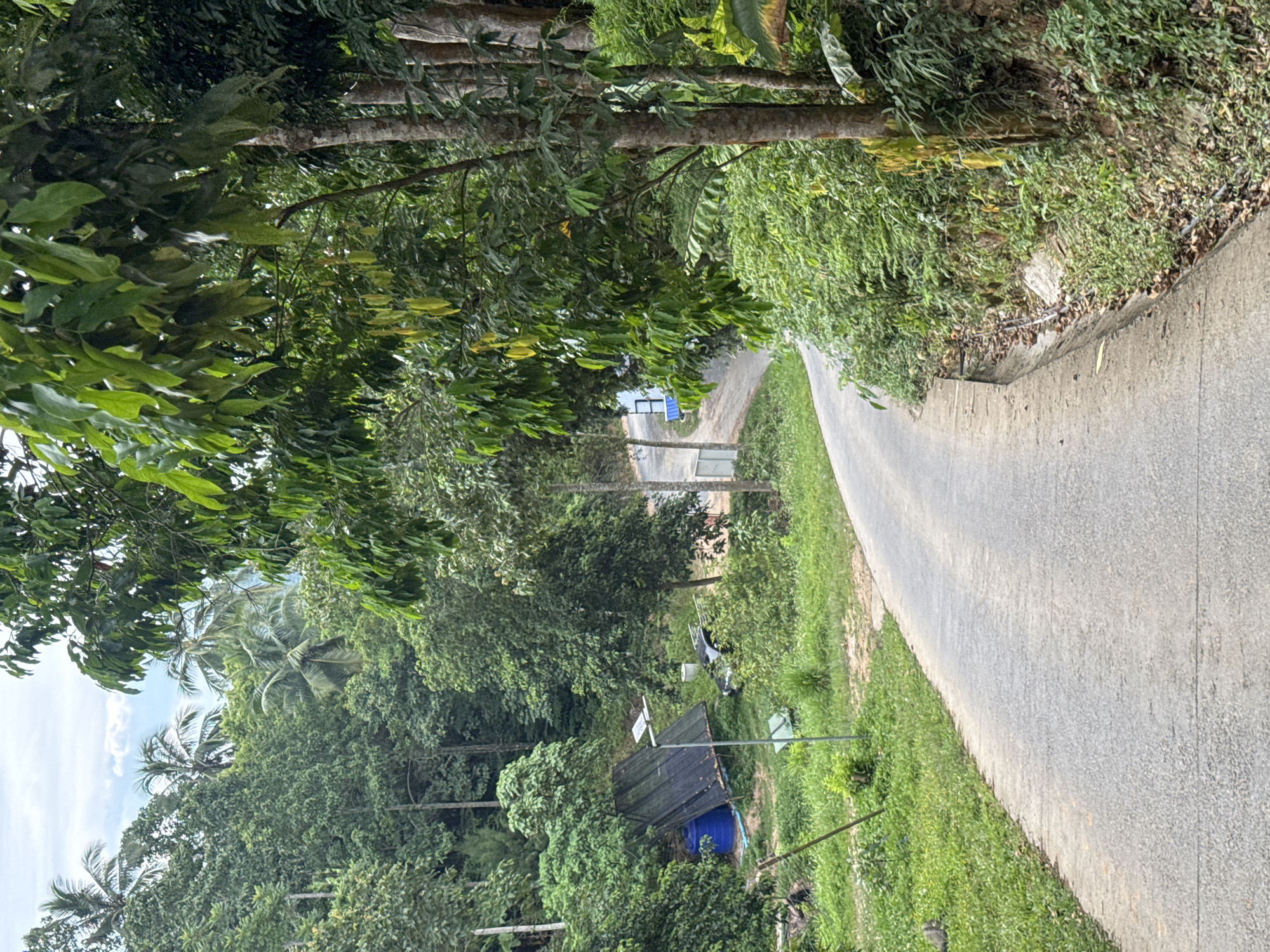 A paved road curves through a lush, tropical landscape. On the left side of the road, a dark tarp is stretched over a frame, possibly for agricultural use, next to a blue water tank. A black pickup truck is parked nearby, partially obscured by dense green foliage. A street light stands in front of the tarp. The road is bordered by a grassy embankment on the left and a steep, vegetated hillside on the right. The background is filled with dense trees and palm trees, suggesting a rural or natural setting. The sky is partly cloudy.