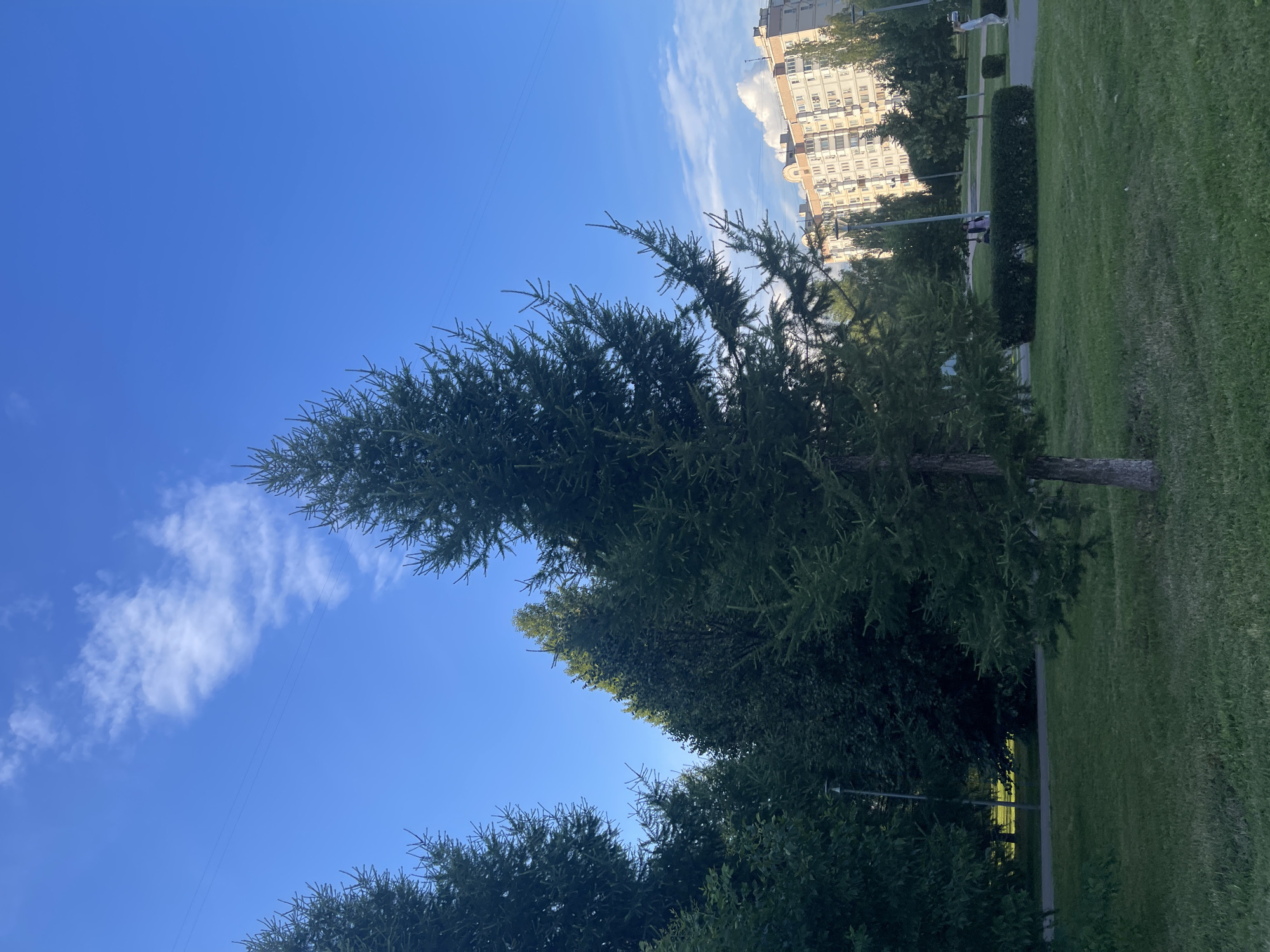 This is a vertical, eye-level, outdoor shot of a park scene in Moscow, Russia. The image is dominated by a large evergreen tree in the foreground, its branches reaching towards a clear blue sky with a few wispy clouds. Behind the tree, a neatly manicured lawn stretches out, bordered by a paved pathway. In the background, a tall, multi-story apartment building stands, its windows reflecting the sunlight. The time of day appears to be late afternoon or early evening, as indicated by the warm, golden light illuminating the building. The weather seems pleasant and sunny. A few people can be seen walking on the pathway, enjoying the park. The scene evokes a sense of tranquility and urban nature, typical of residential areas in Moscow. There is no visible text in the image.