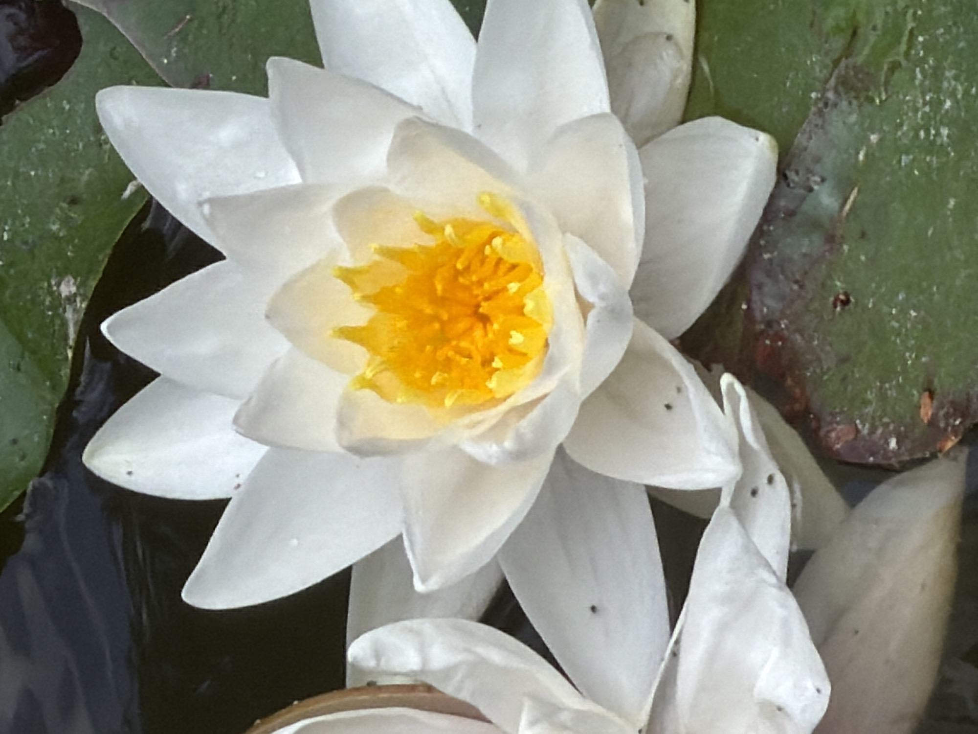 A close-up shot focuses on a white water lily in bloom, its petals gently unfurling to reveal a vibrant yellow center. The flower floats on dark water, with hints of green lily pads visible in the background. The lighting highlights the delicate texture of the petals and the bright, almost electric, hue of the stamens. The image captures a serene moment in nature, showcasing the simple beauty of the water lily. There is no indication of any specific location in Vienna, Austria, in this image.