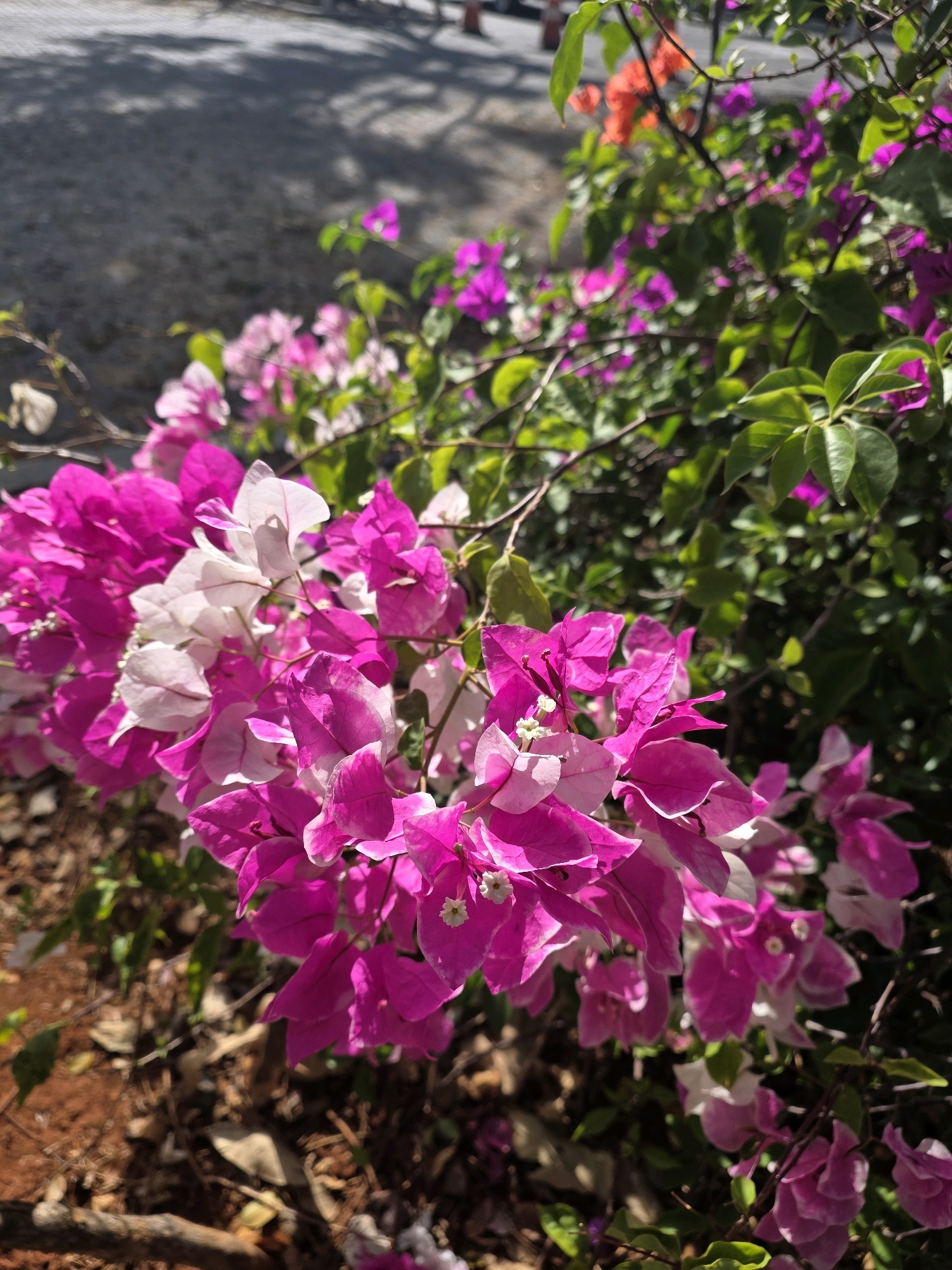 A medium shot captures a cluster of vibrant pink and white bougainvillea flowers in bloom. The flowers are in sharp focus, with their delicate petals illuminated by sunlight, casting subtle shadows. Behind the bougainvillea, the leaves of the same plant are visible, varying in shades of green. A blurred background reveals a dusty, reddish-brown ground covered with dry leaves and twigs. Further in the distance, a paved surface, possibly a road or pathway, is visible with dappled shadows cast upon it. The overall scene evokes a sense of natural beauty and the warmth of a sunny day.