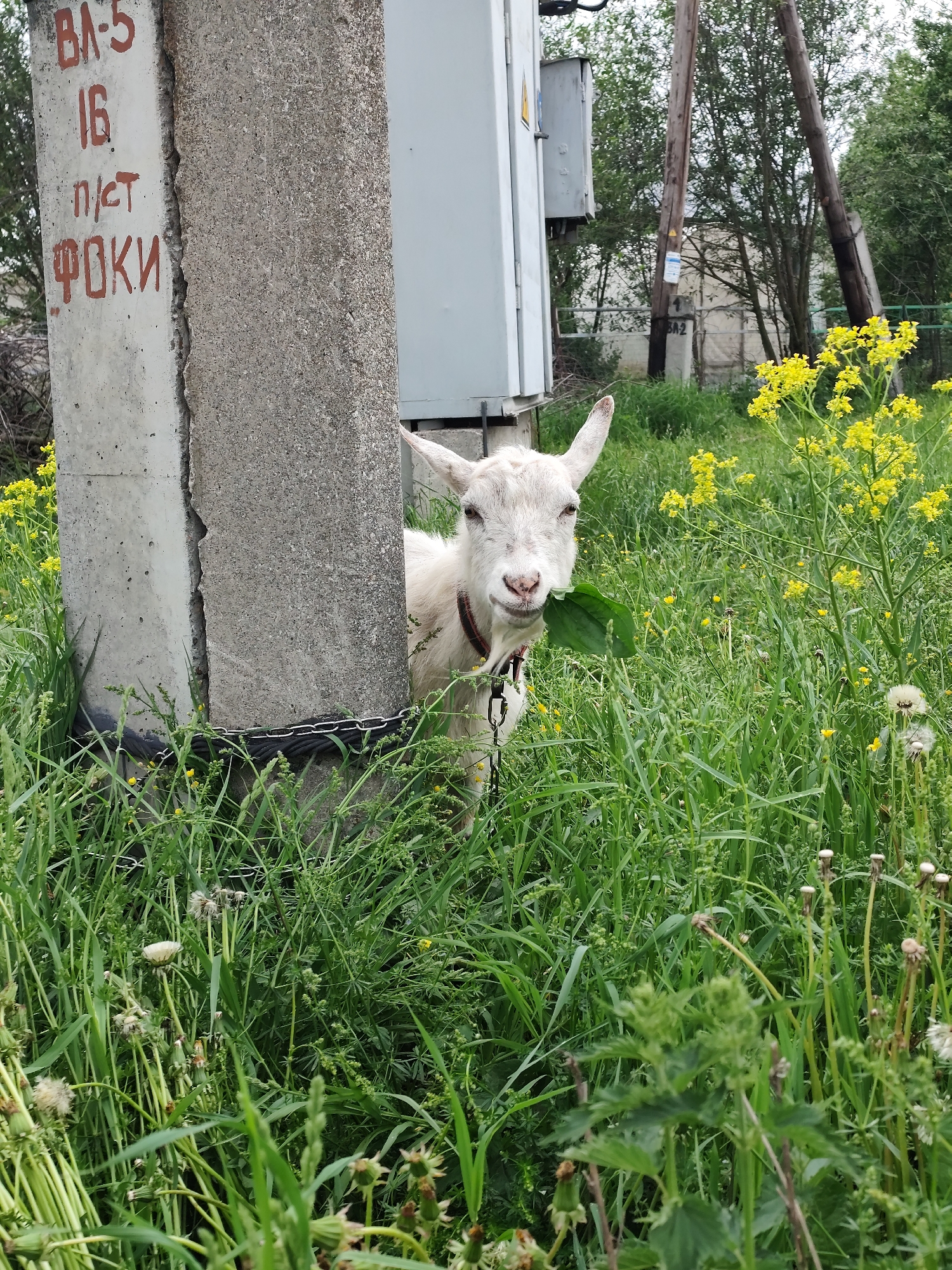 A white goat stands in tall grass and yellow wildflowers beside a concrete utility pole marked in red lettering "BA-5 16 П/СТ ФОКИ". The goat is wearing a red collar with a black tether, and holding a green leaf in its mouth. In the background are other utility poles, trees, and a building. The location is Фоки, Russia.