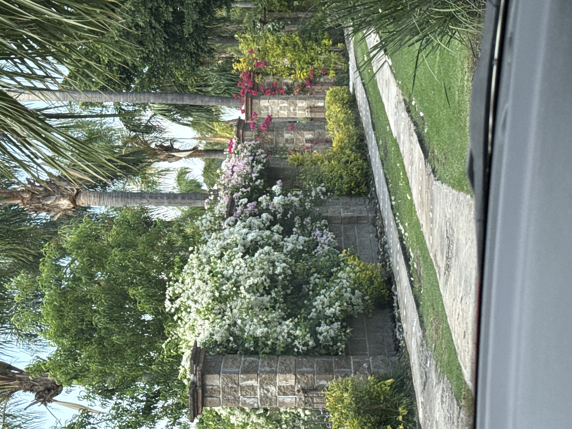 The image shows a roadside garden scene in Santa Ana Yancuitlalpan (Chilhuacán), Mexico. A stone wall runs along the side of the road. Flowers and green foliage cascade over the wall. Palm trees are visible behind the wall. A concrete sidewalk or walkway runs parallel to the wall, separated by a narrow strip of grass. The photo appears to have been taken from inside a vehicle, with a portion of the window frame visible on the right side.