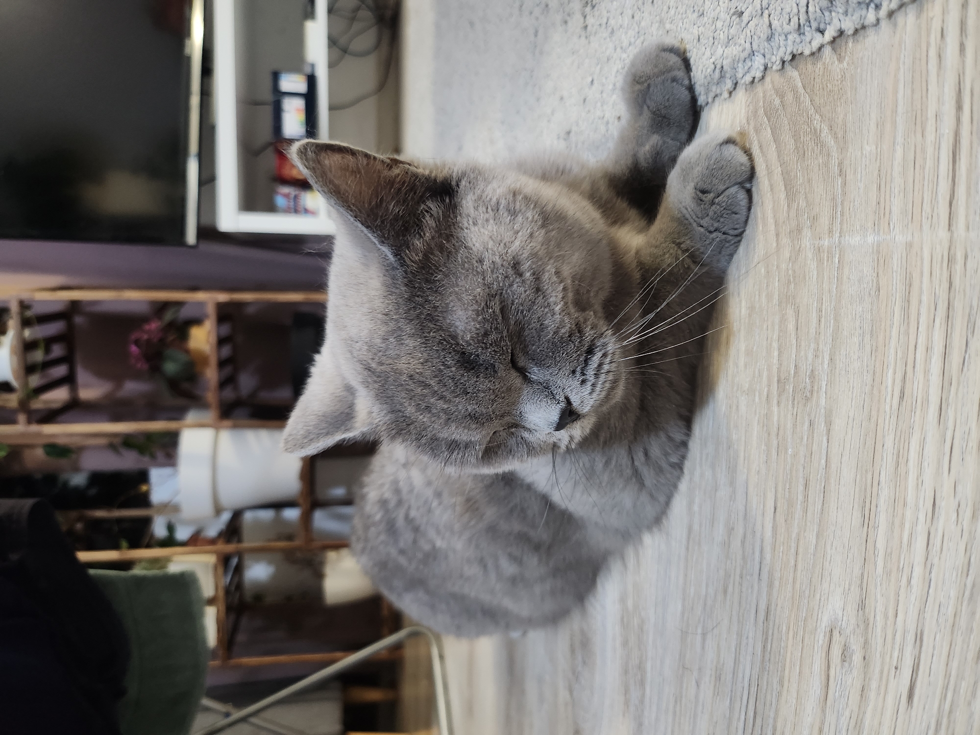 A grey cat with closed eyes is lying on a wooden floor with a grey rug. The cat is in the foreground, and the background shows a shelving unit with plants and a television on a stand. The scene is indoors. There is no indication of the city of Tsarevo, Bulgaria.