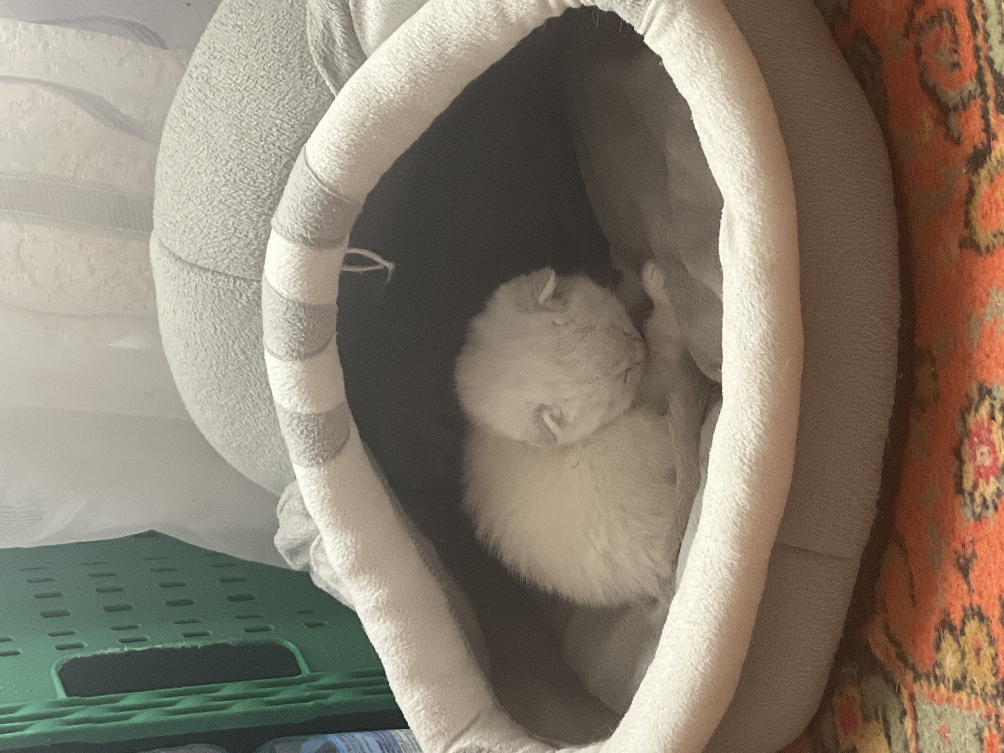 A very young, light-colored kitten is sleeping curled up inside a round, plush cat bed with gray and white stripes. The bed is situated on top of a patterned rug. In the background, a portion of a green plastic crate is visible, along with white, soft objects that appear to be blankets or pillows. The lighting is dim.