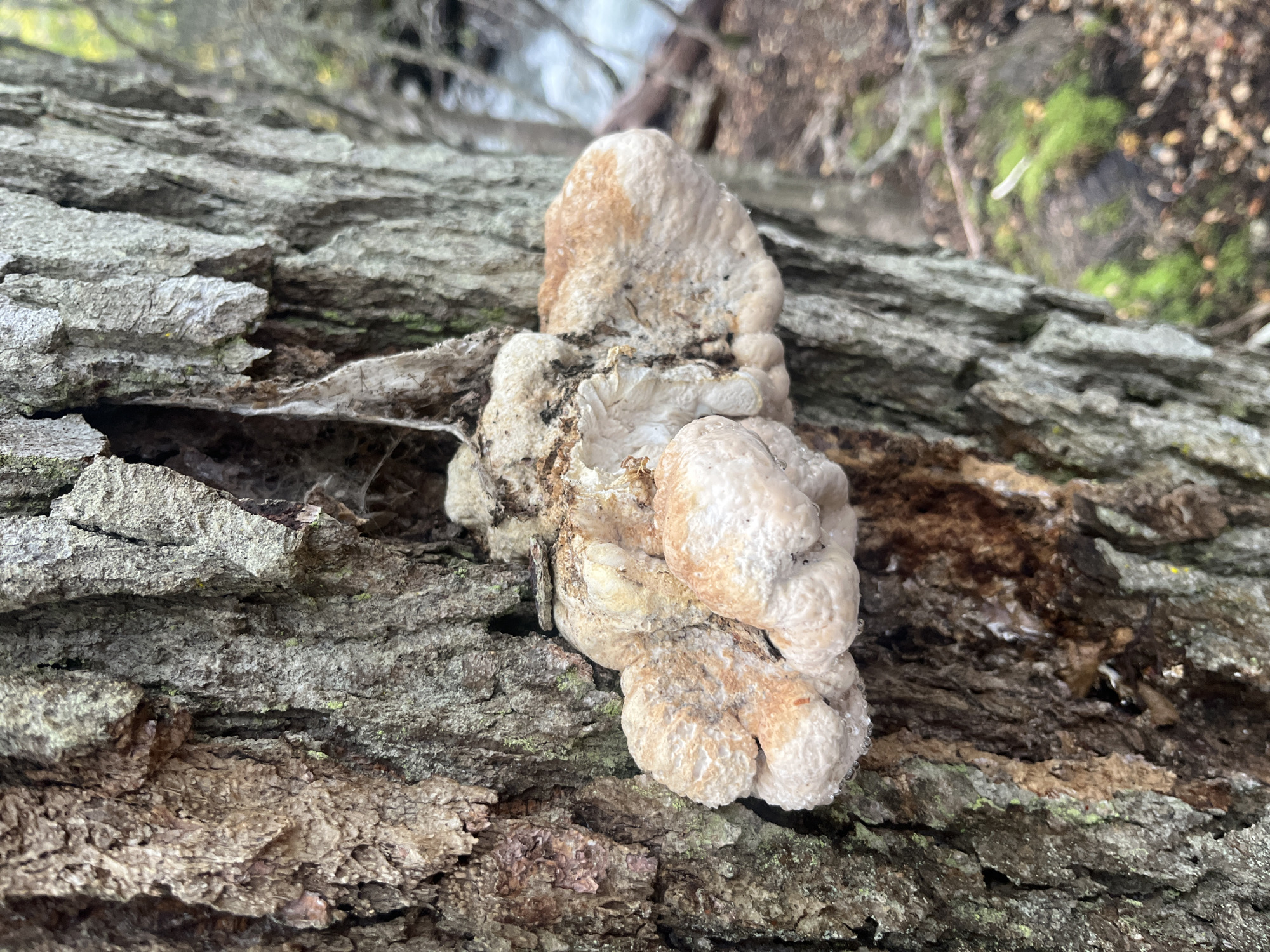 The image shows a mushroom growing on a decaying tree trunk. The mushroom is off-white with some brownish patches. It has a bulbous, irregular shape. The tree bark is rough and weathered, with shades of gray and brown. The location is not specified to be in the city of Ushuaia, Argentina and cannot be identified. The background is blurry, suggesting a natural environment with trees and foliage. There are no people visible in the scene.